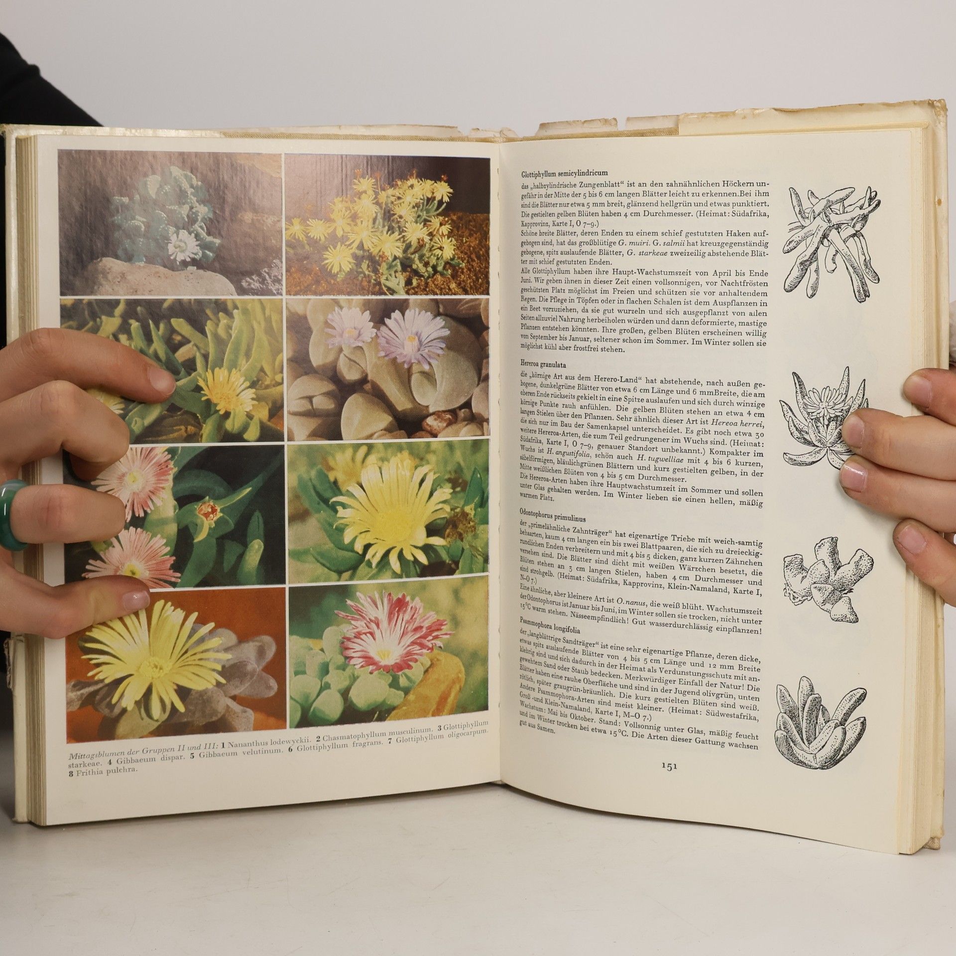W. Haage Das praktische Kakteenbuch