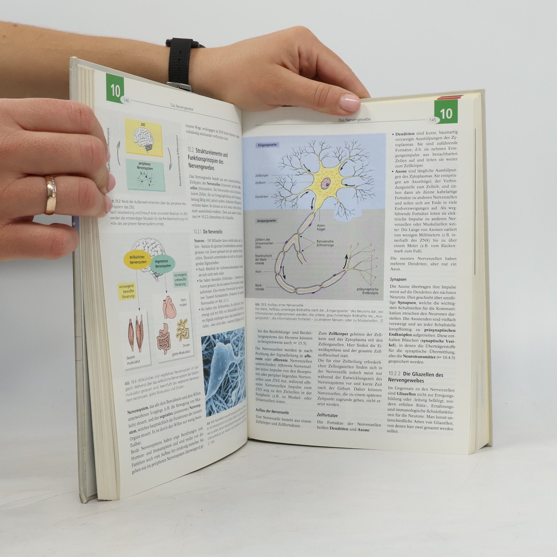 Arne Schäffler Biologie, Anatomie, Physiologie. Kompaktes Lehrbuch für die Pflegeberufe