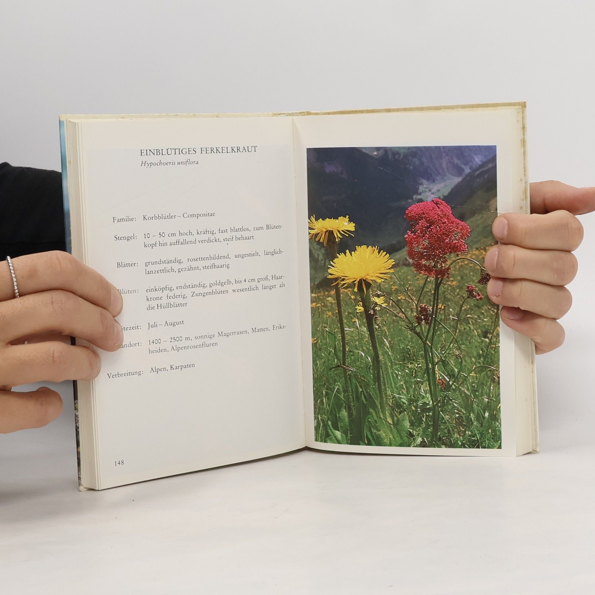 Alfred Pohler Blumen in den Alpen