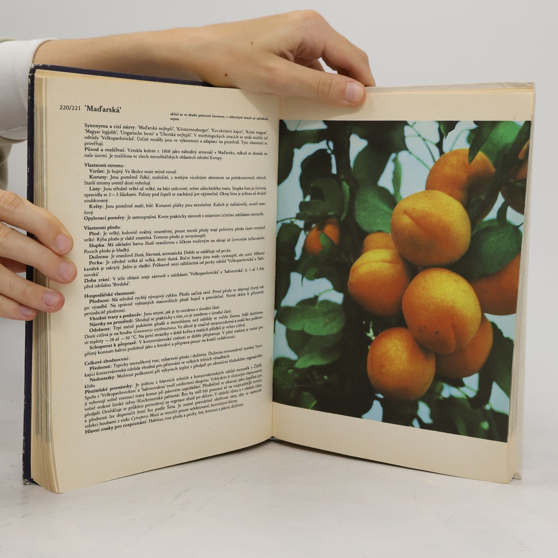 Antonín Dvořák Atlas odrůd ovoce
