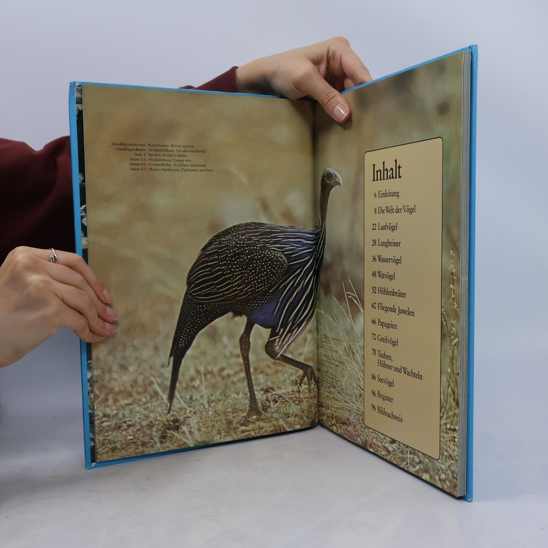 Autorenkollektiv Vögel