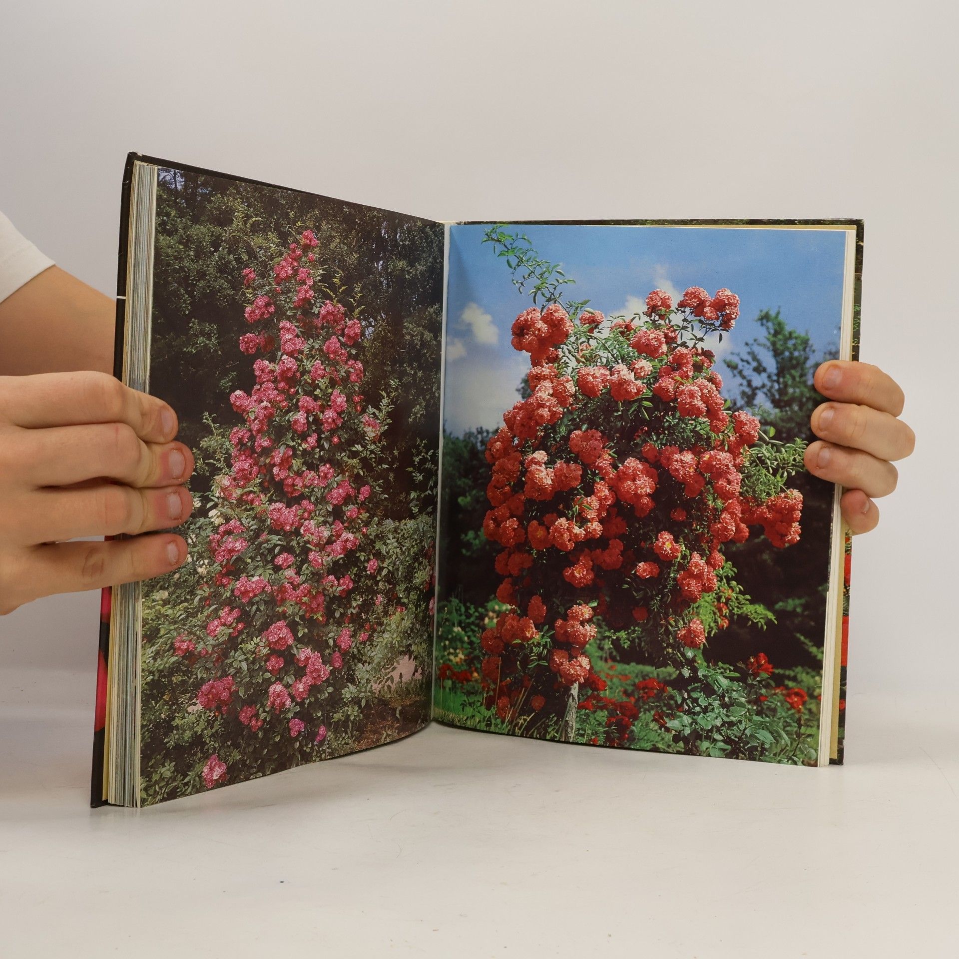 Kolektiv autorů Rosarium