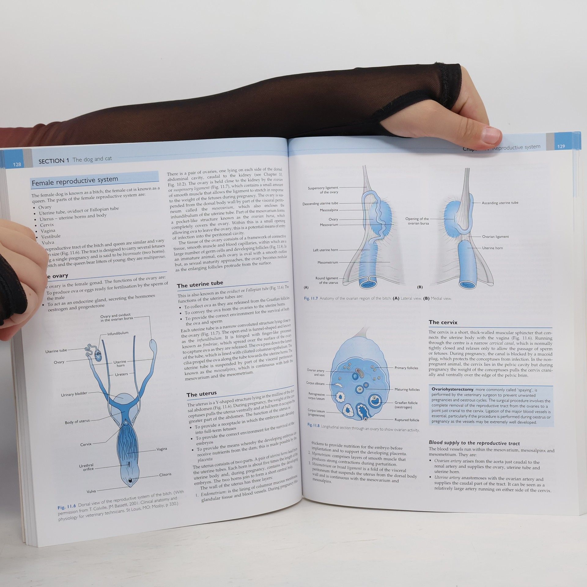 Victoria Aspinall Introduction to Veterinary Anatomy and Physiology Textbook - Third Edition
