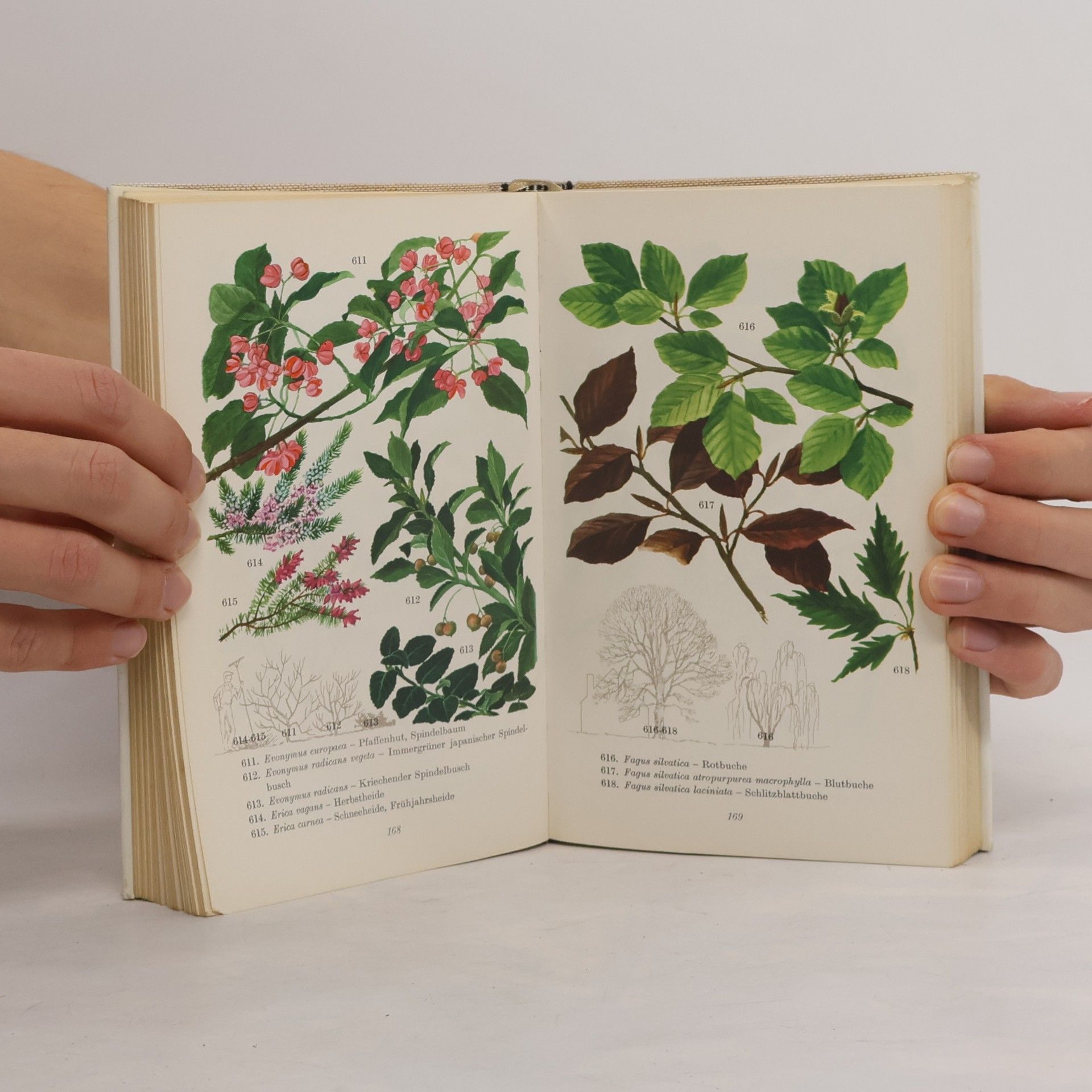 Horst Koehler Das bunte Blumenbuch