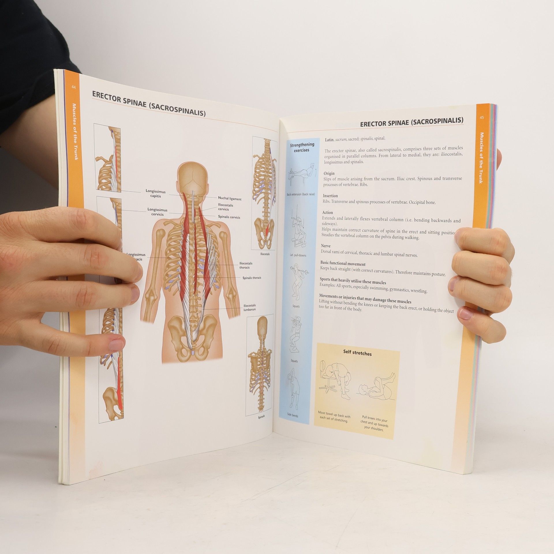 Chris Jarmey The concise book of muscles