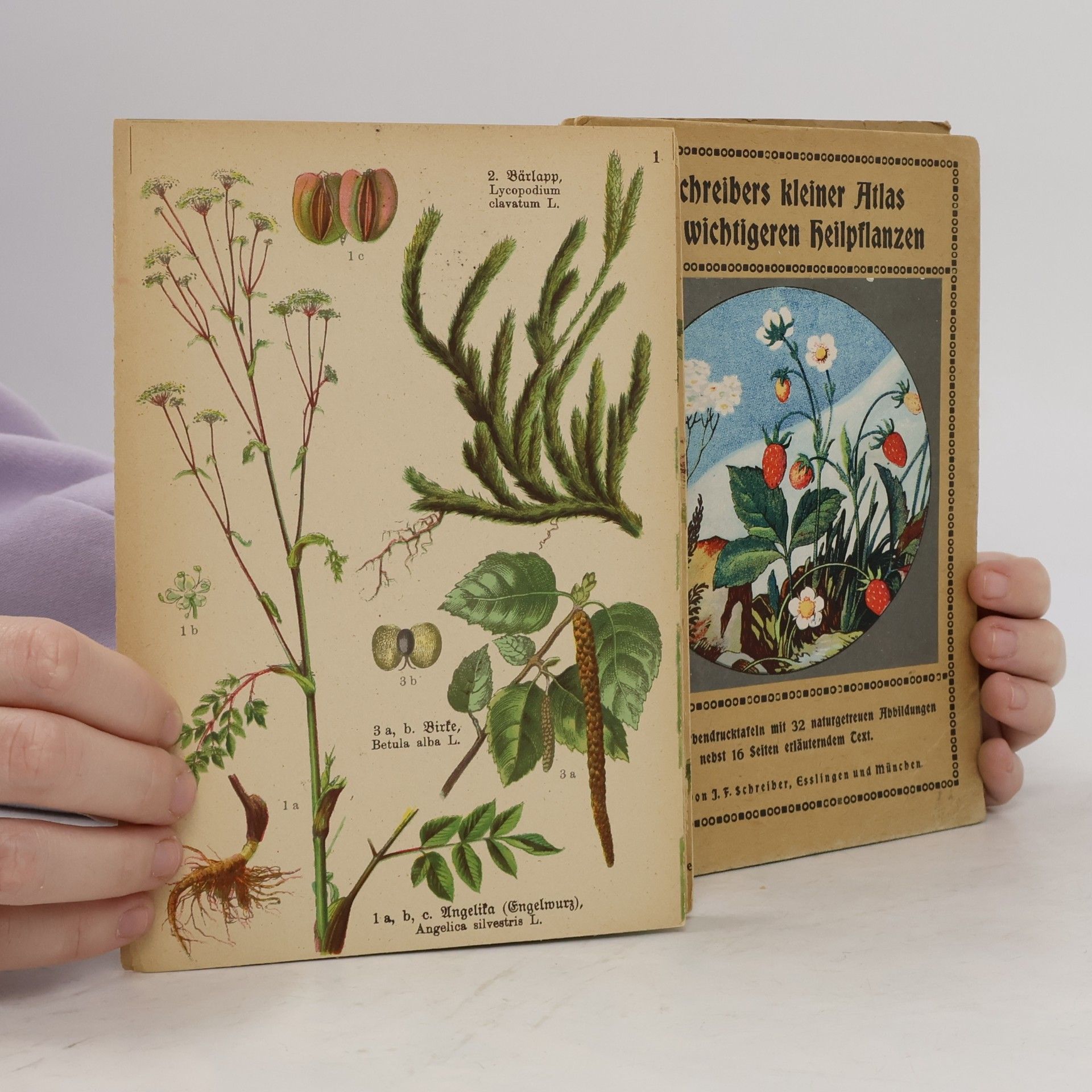 Kolektiv autorů Schreibers kleiner Atlas der wichtigeren Heilpflanzen