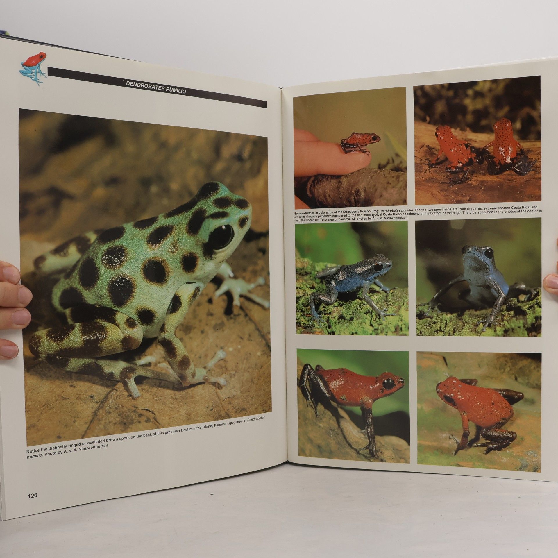 Jerry G. Walls Poison Frogs - Jewels of the Rainforest