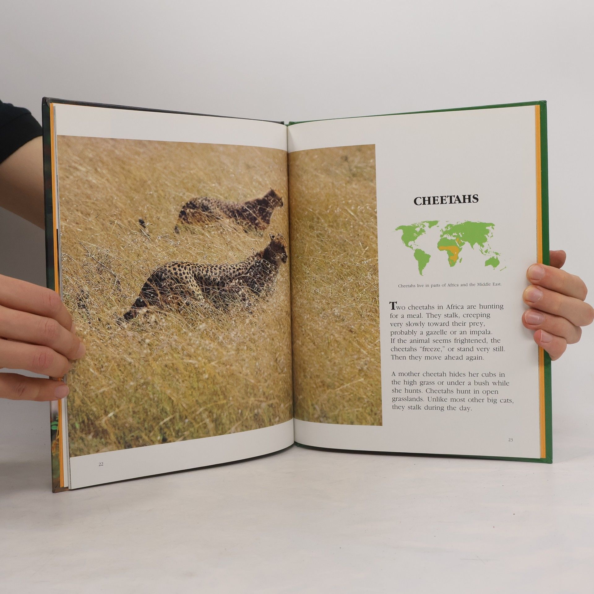 Jennifer C. Urquhart Books for Young Explorers: The Big Cats