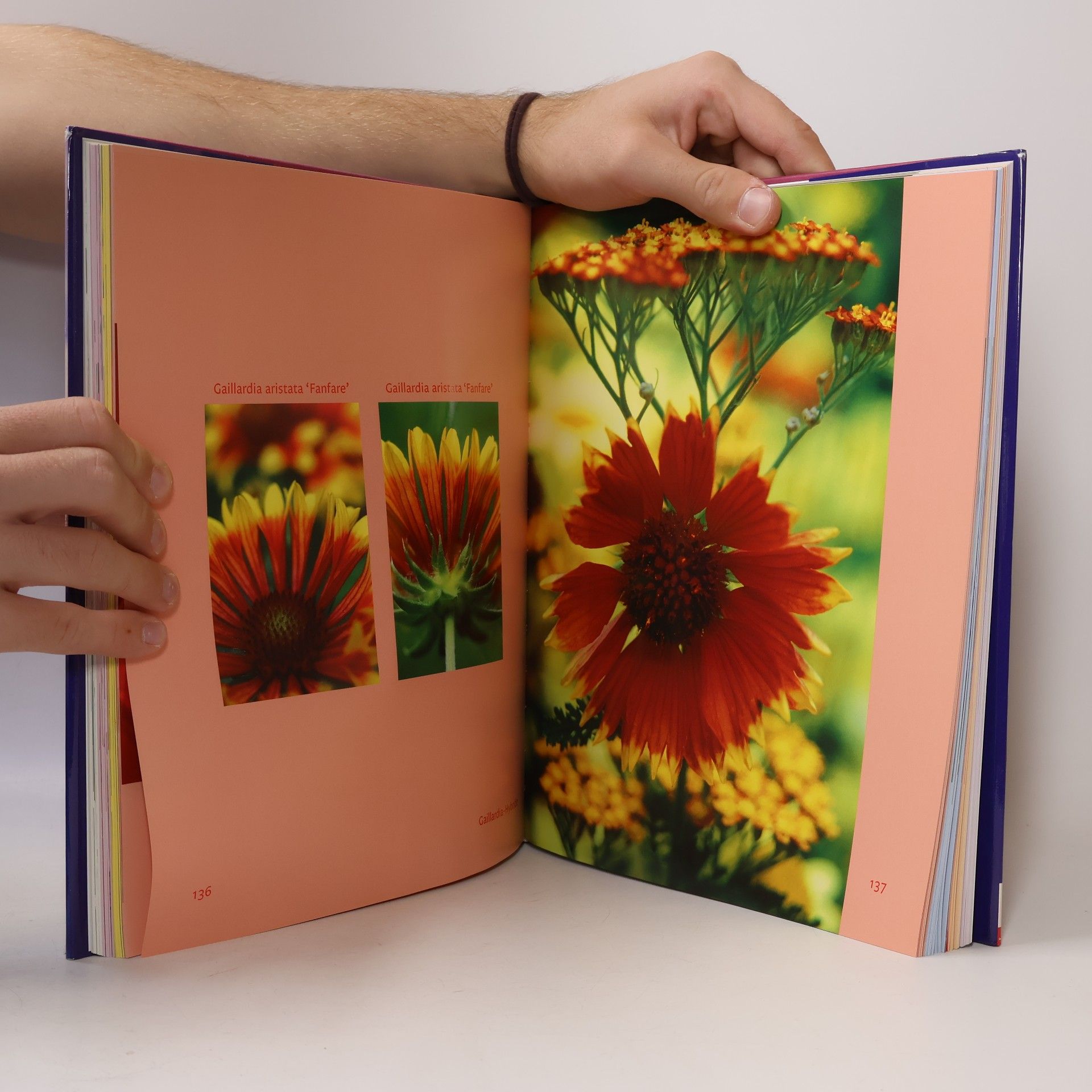 Tina Herzig Colours