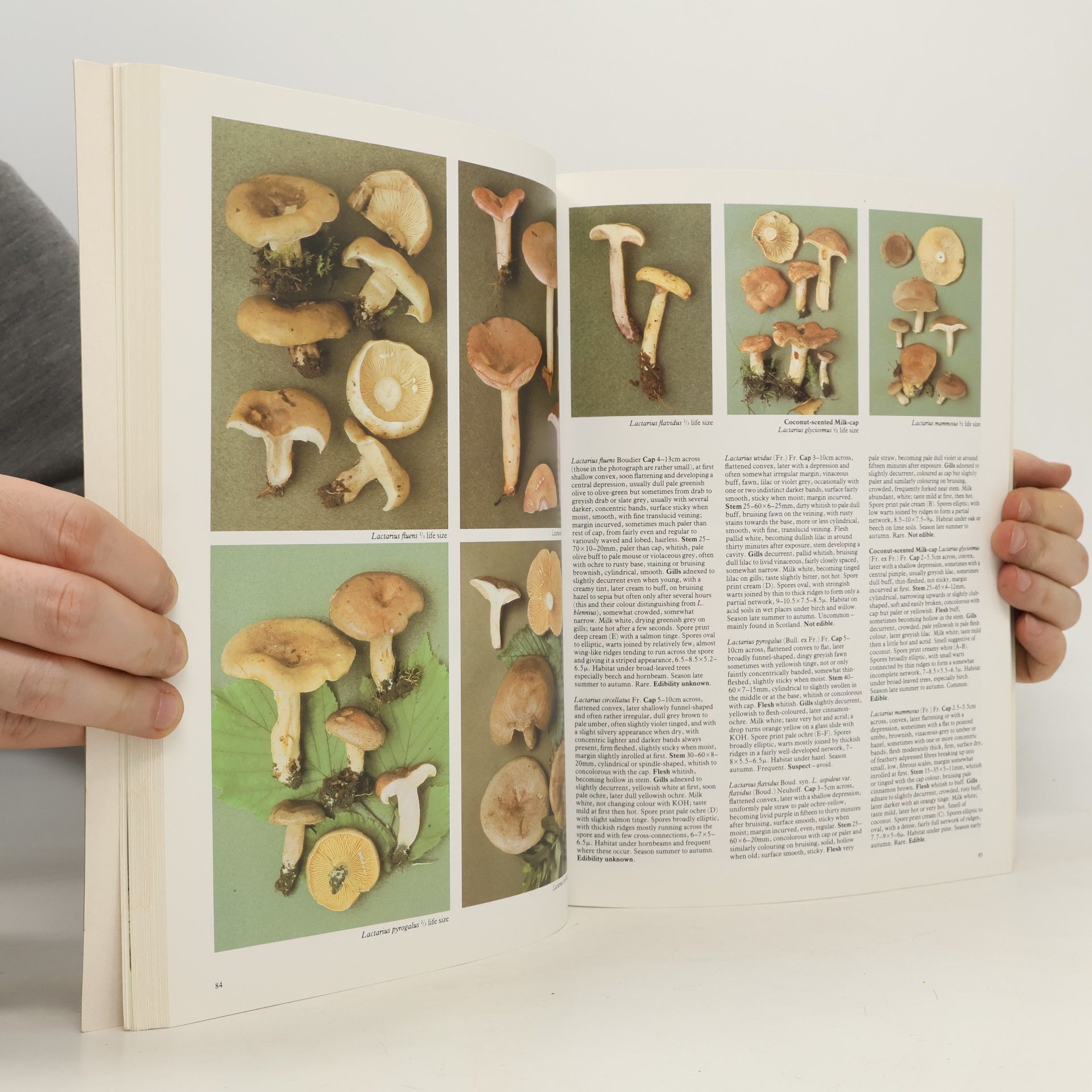 Roger Phillips Mushrooms and Other Fungi of Great Britain and Europe