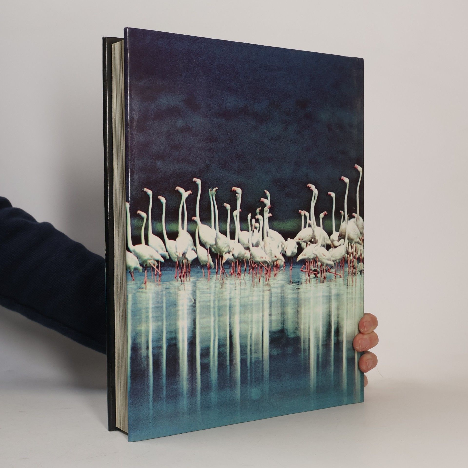 Les Line Die Wunder der Vogelwelt