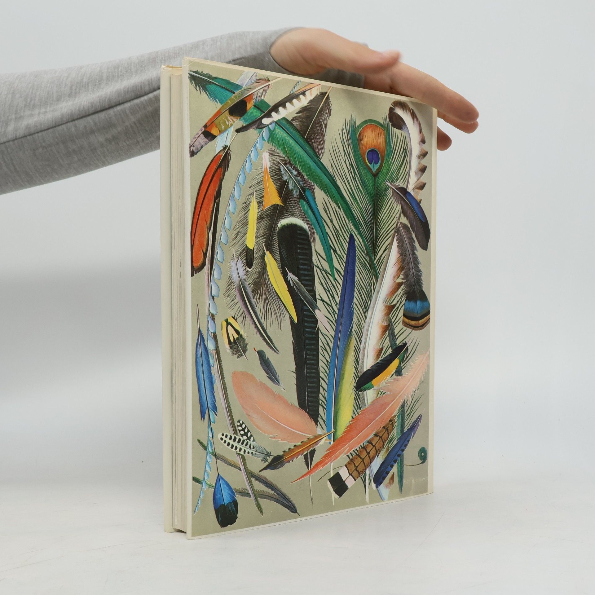 Kolektiv autorů Das bunte Buch der Vögel