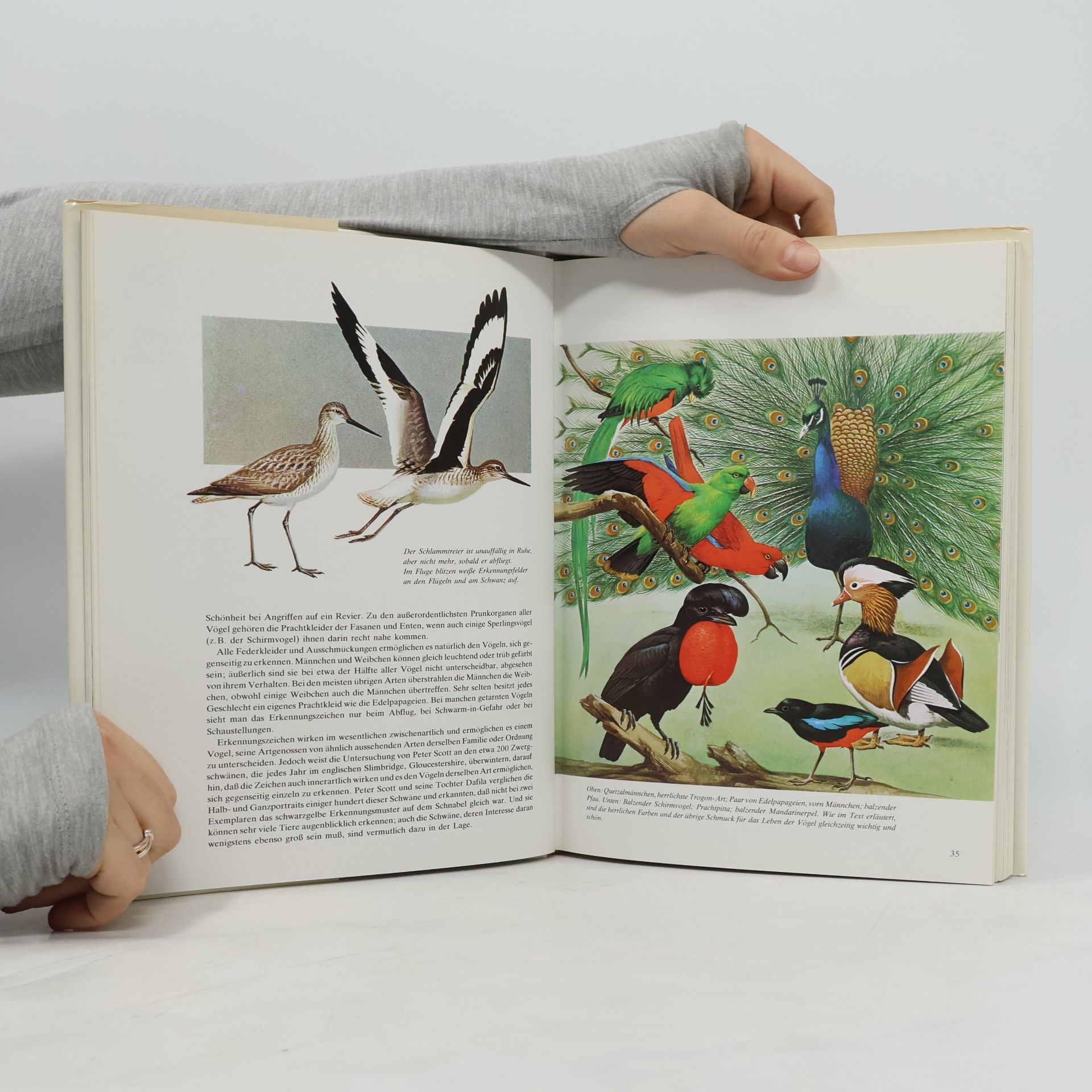 Kolektiv autorů Das bunte Buch der Vögel