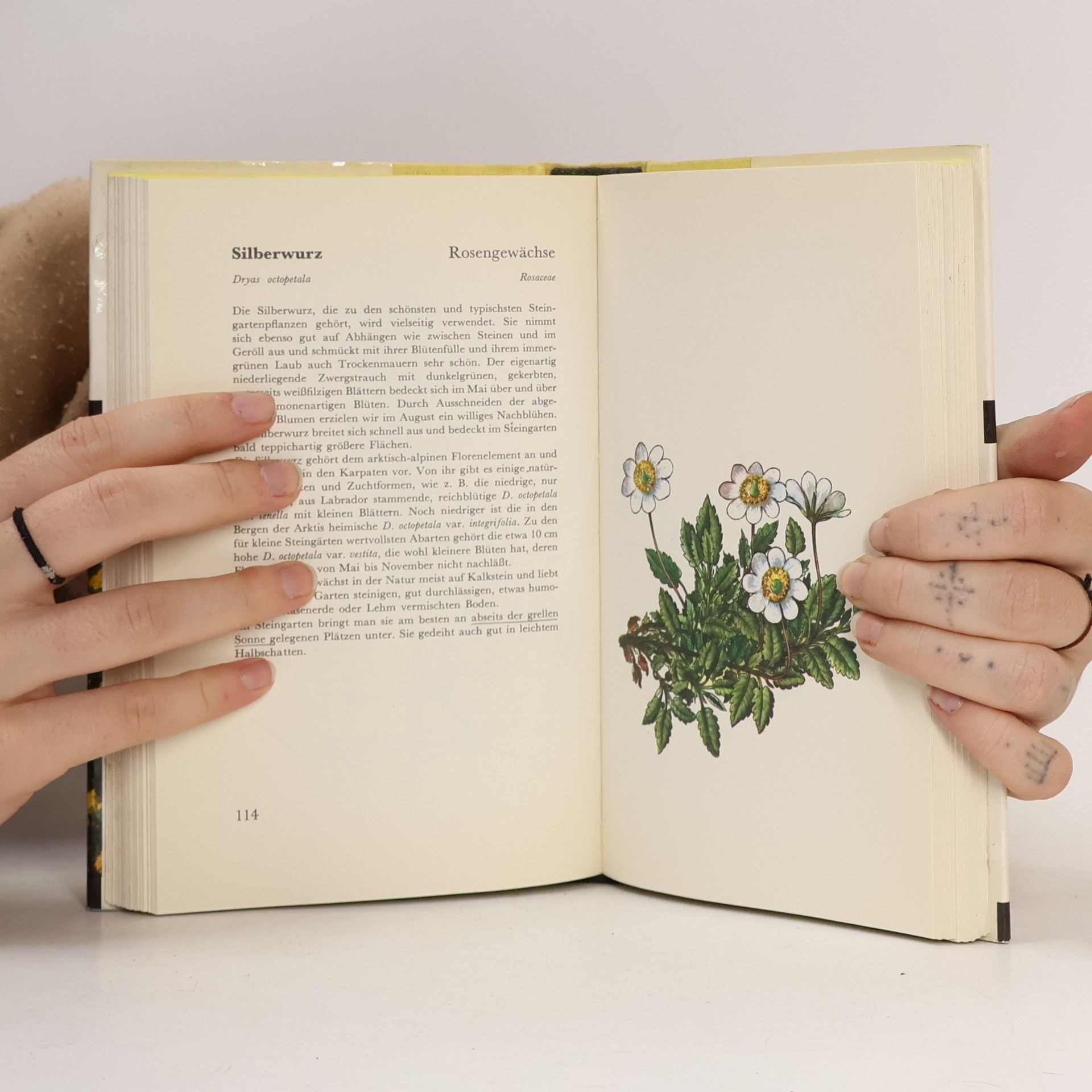 Kolektiv autorů Unser Steingarten und seine Blumen