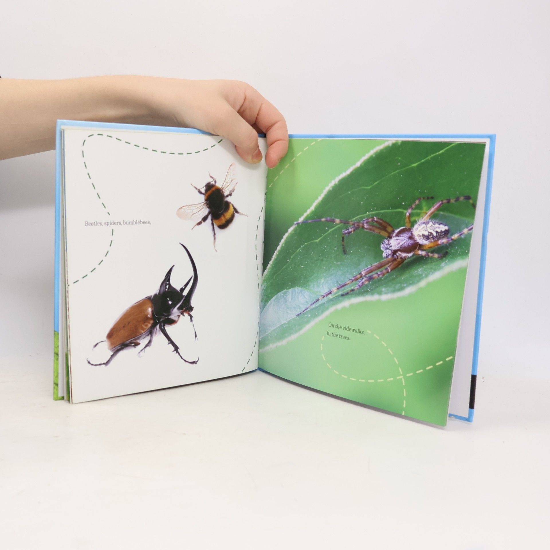 Sue Fliess The Bug Book