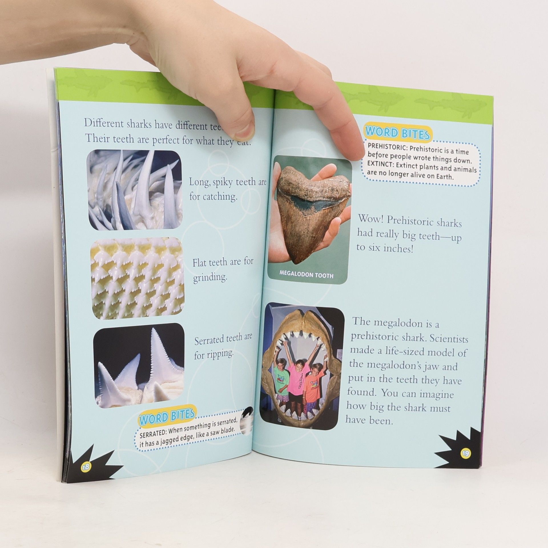 Autorenkollektiv National Geographic Kids Readers: Sharks