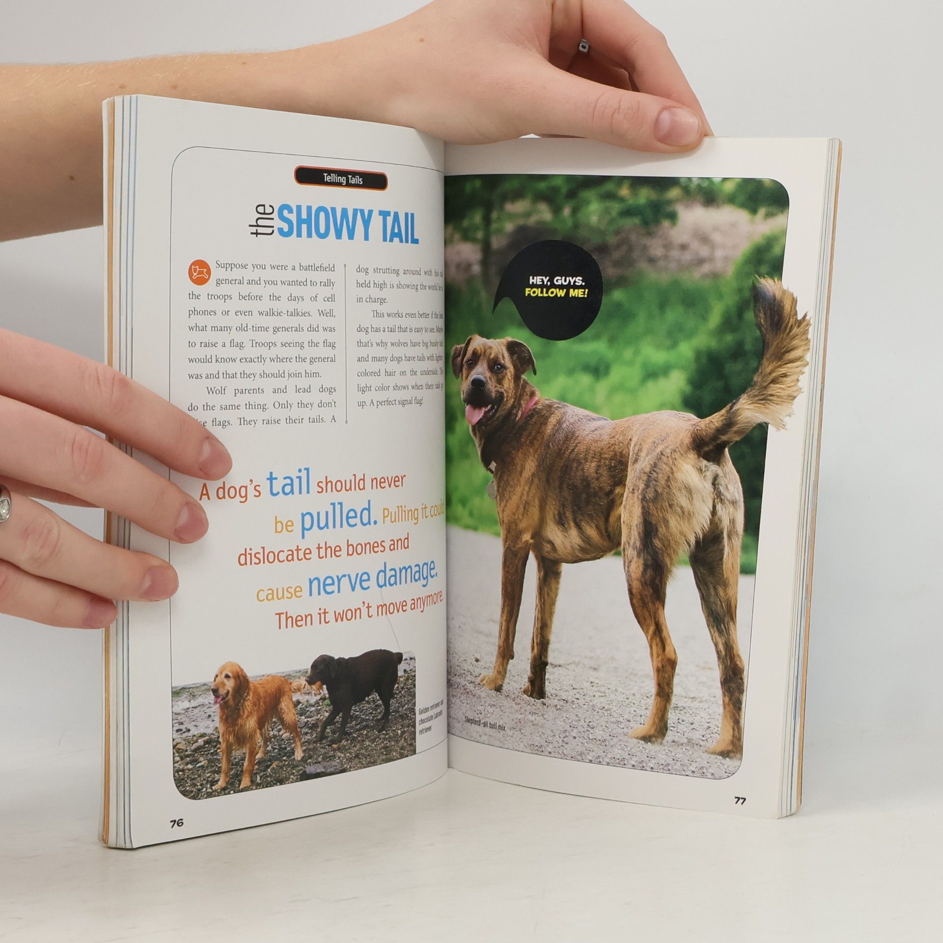 Aline Alexander Newman How to Speak Dog