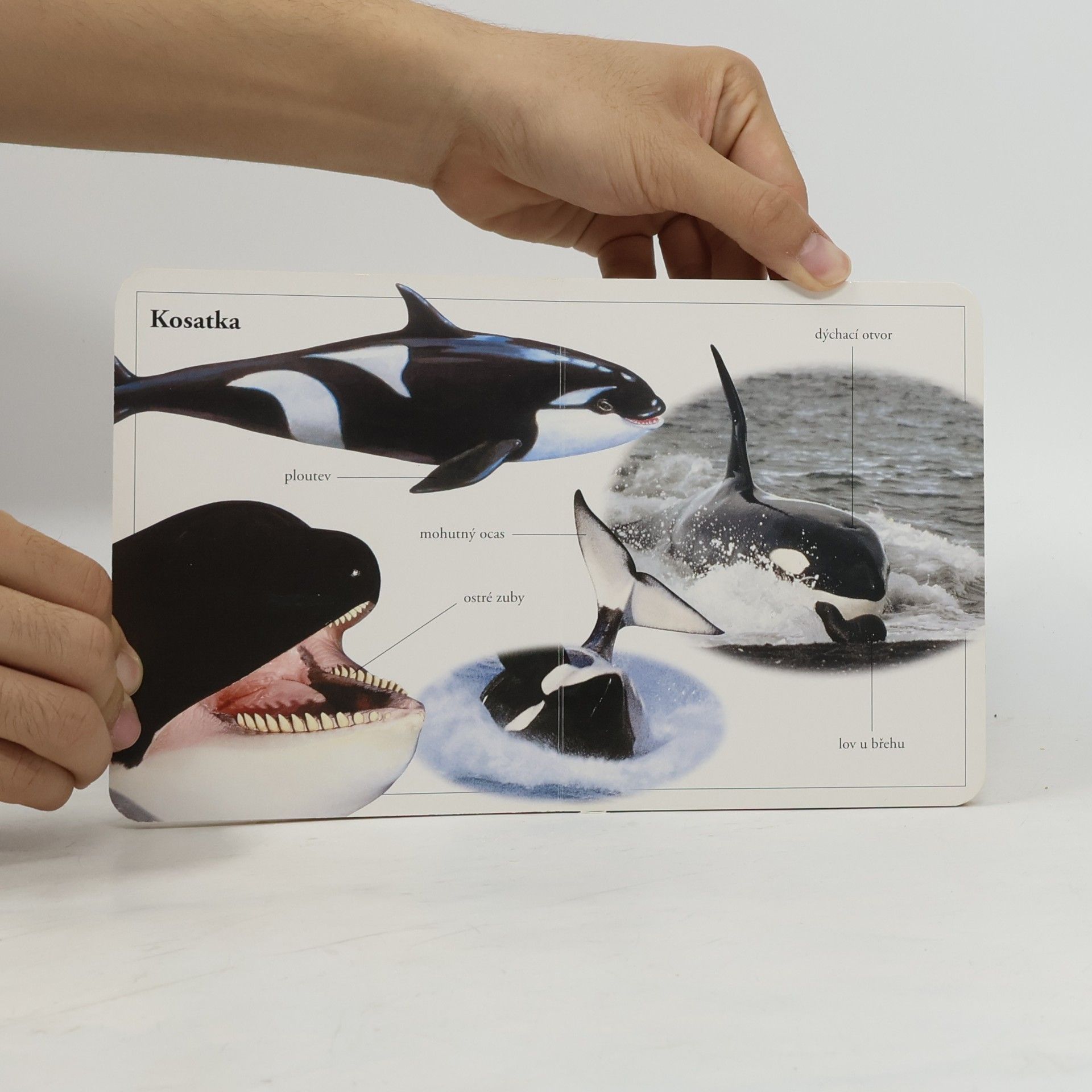 Collectif d'auteurs Svět moří a oceánů