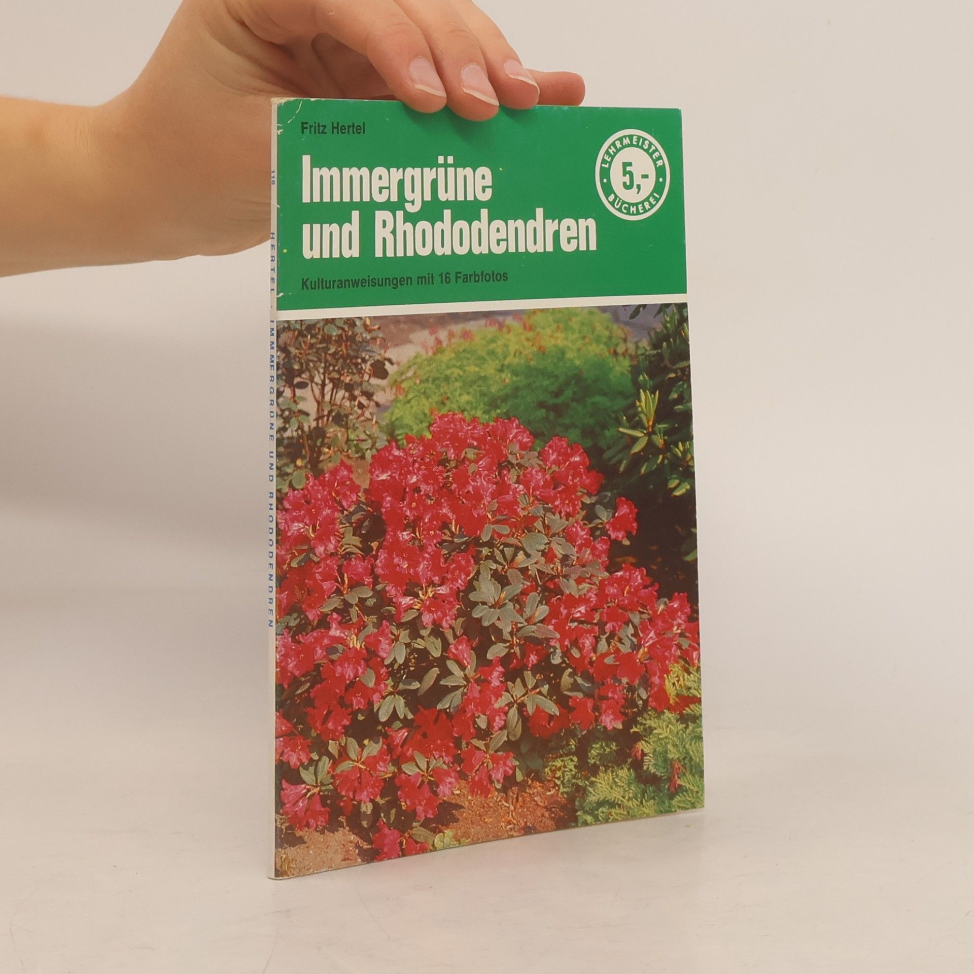 Immergrüne und Rhododendren