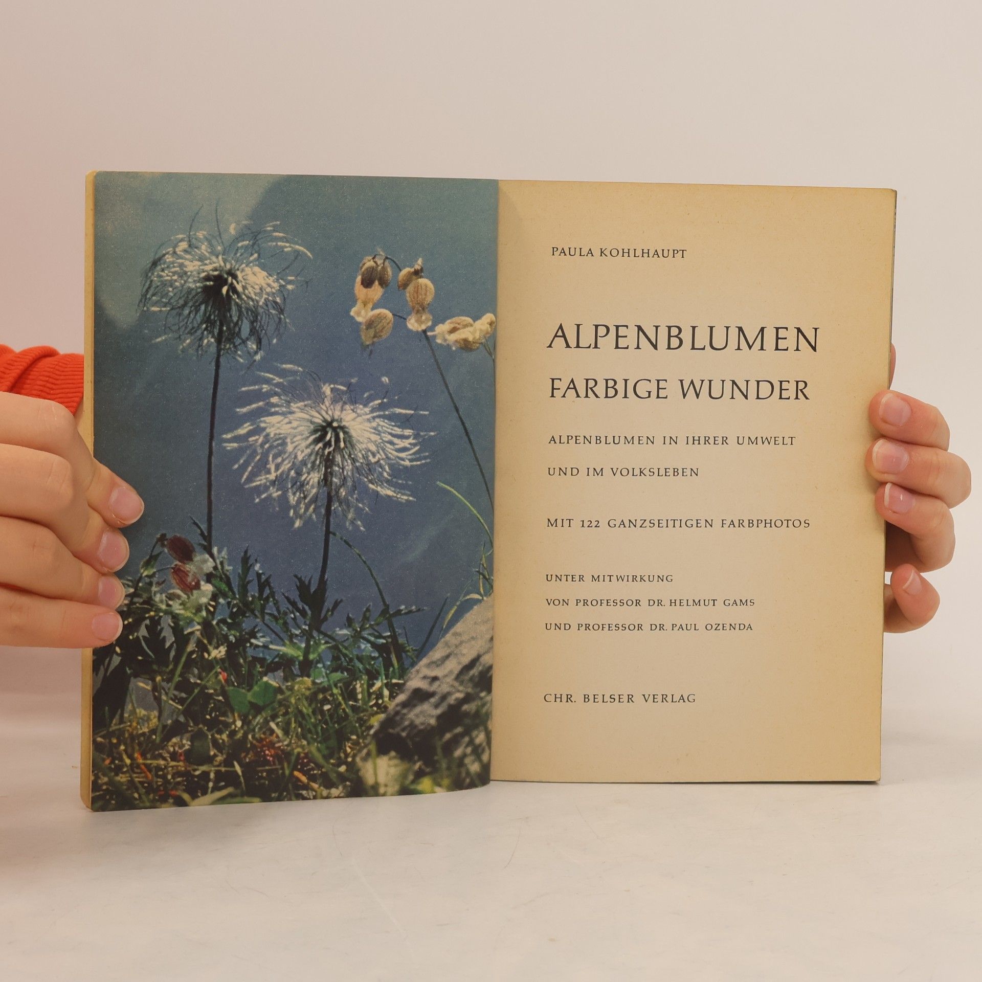 Paula Kohlhaupt Alpenblumen. Farbige Wunder