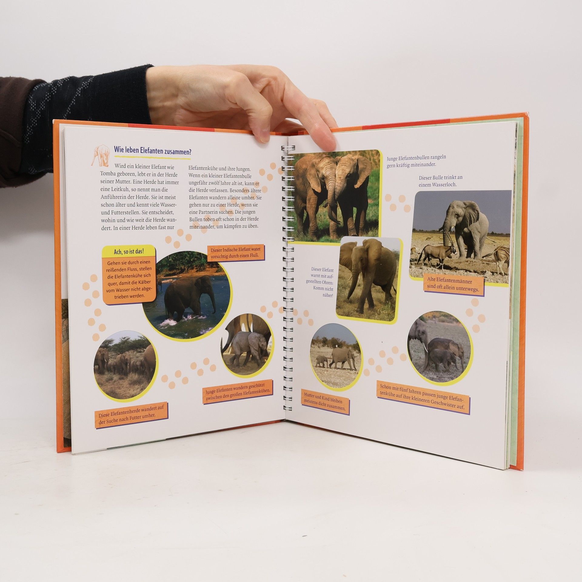 Corinna Küpper Der kleine Elefant wird groß