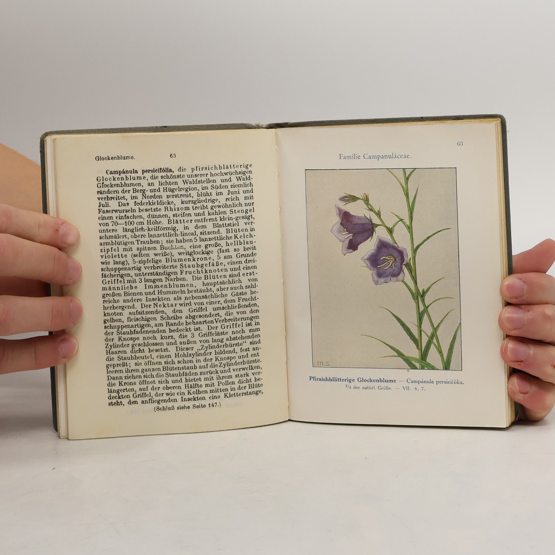 Ludwig Klein Unfere Waldblumen und Farnewächte