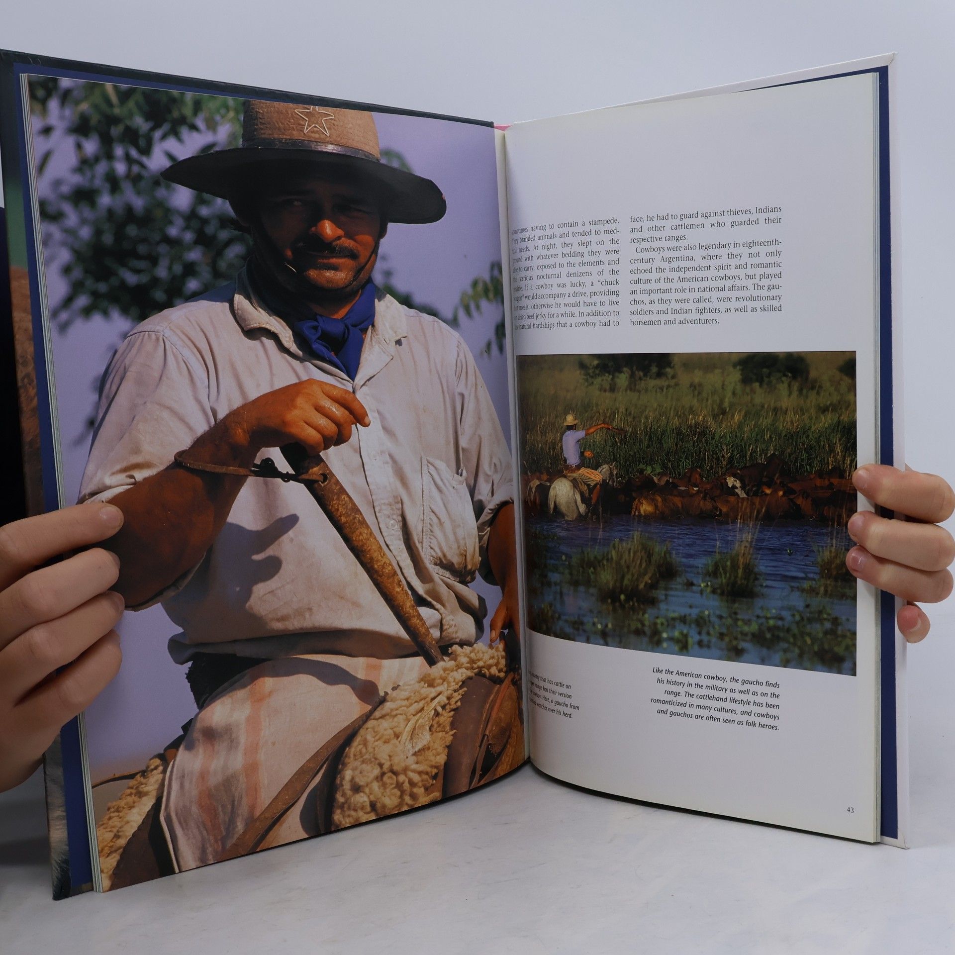 Danyal Payne Cows. A Portrait of the Animal World