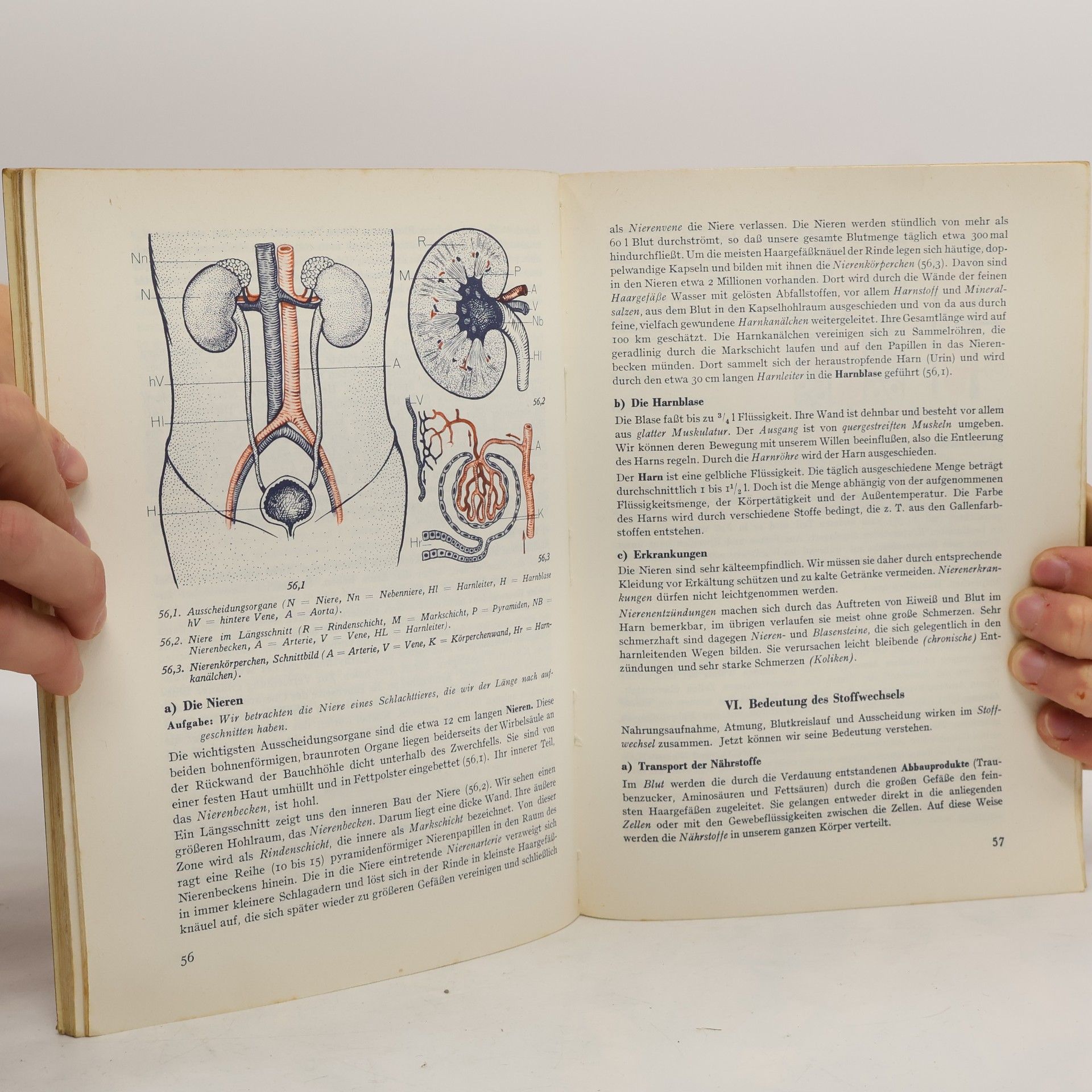Autorenkollektiv Kletts Biologisches Unterrichtswerk VI.