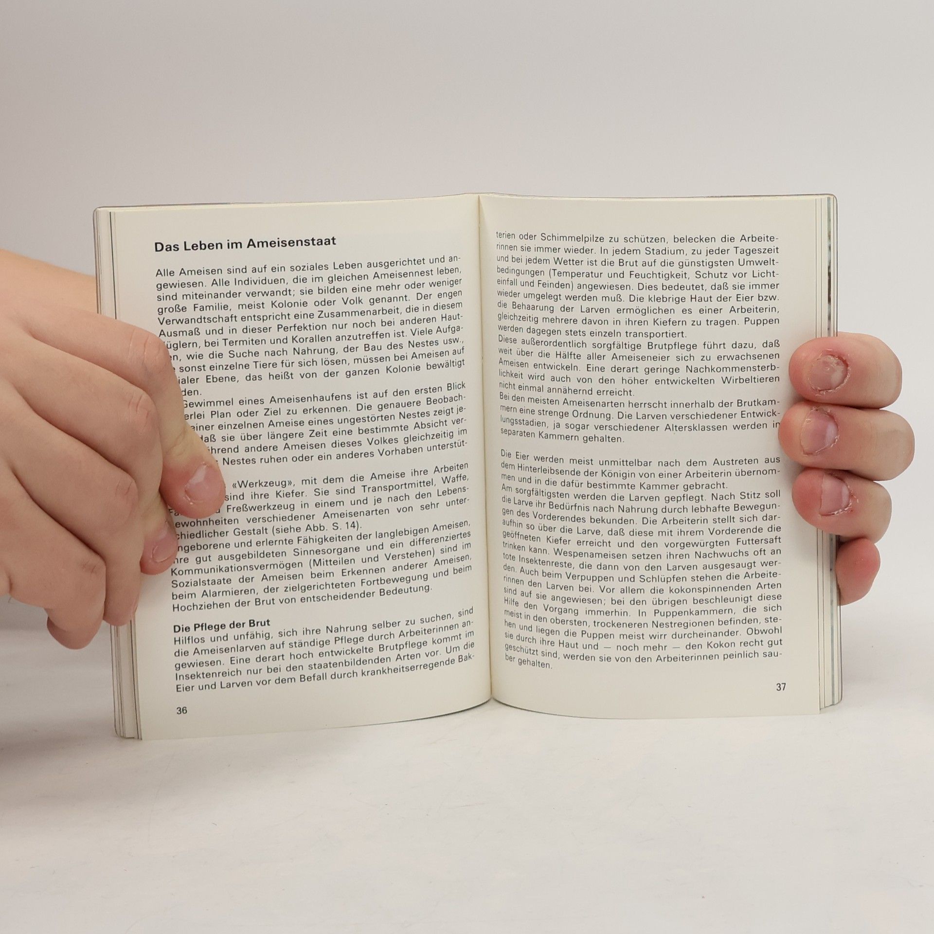 Franz R. Schmid Wunderwelt der Ameisen