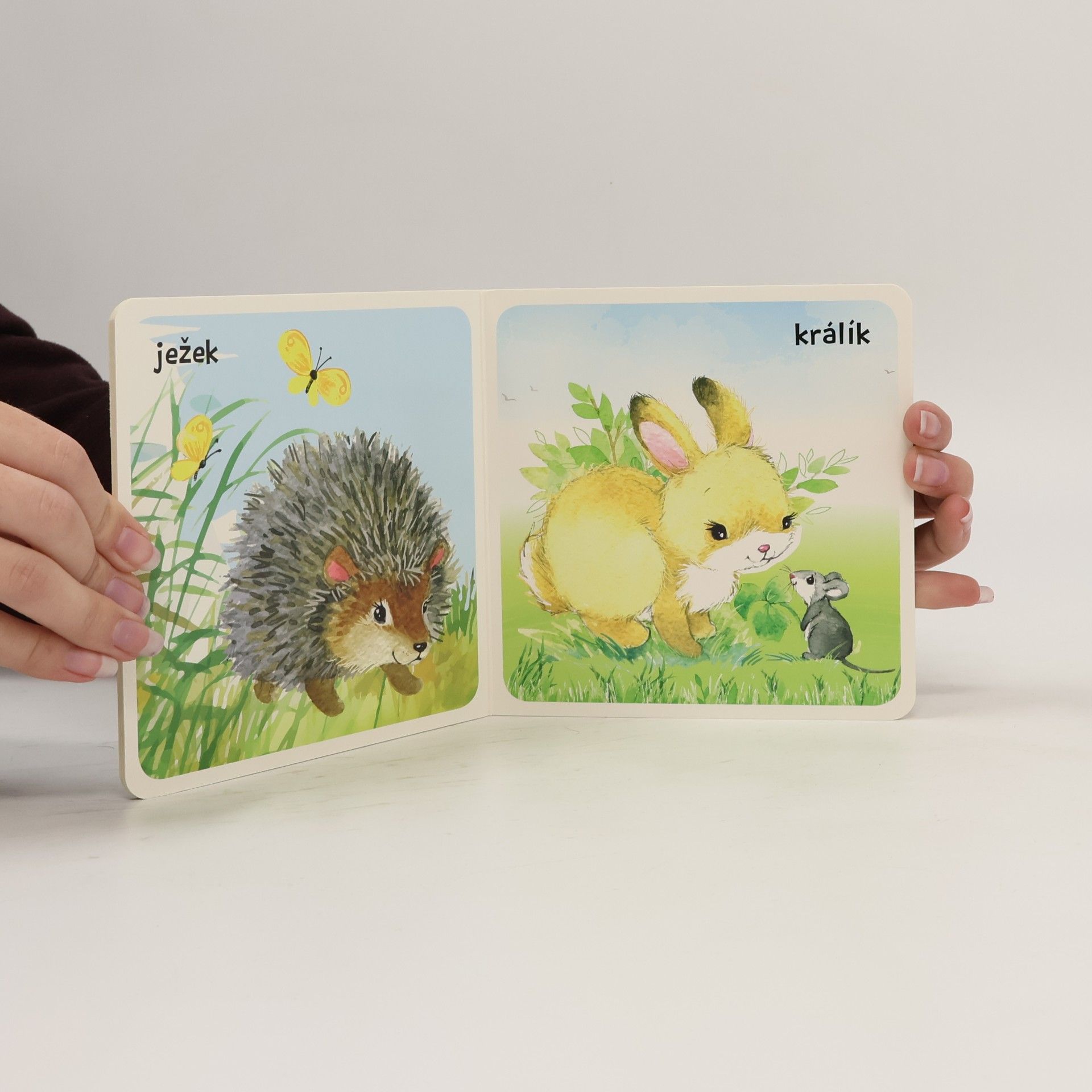 Kolektiv autorů Obrázky z lesa