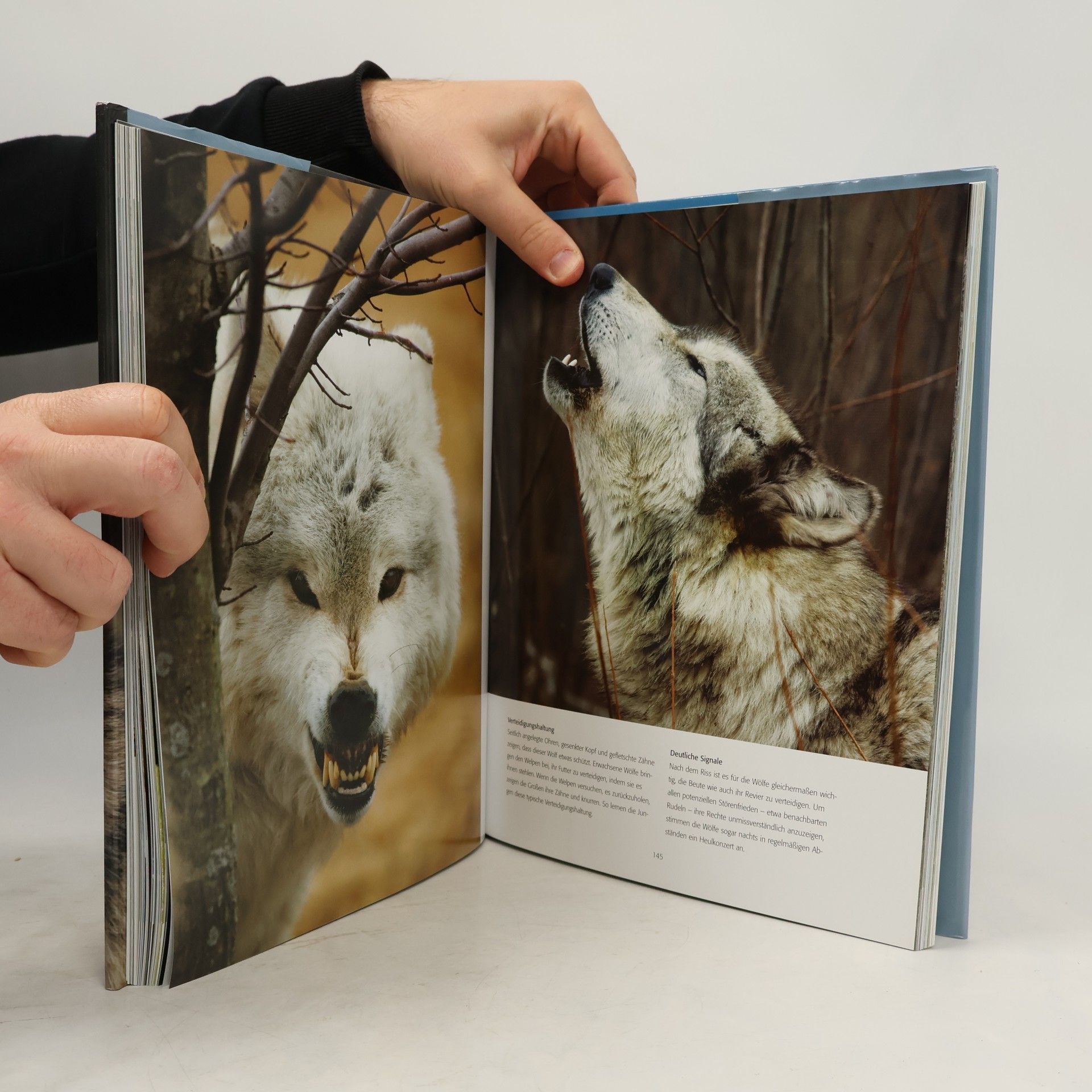 Shaun Ellis Der Wolf