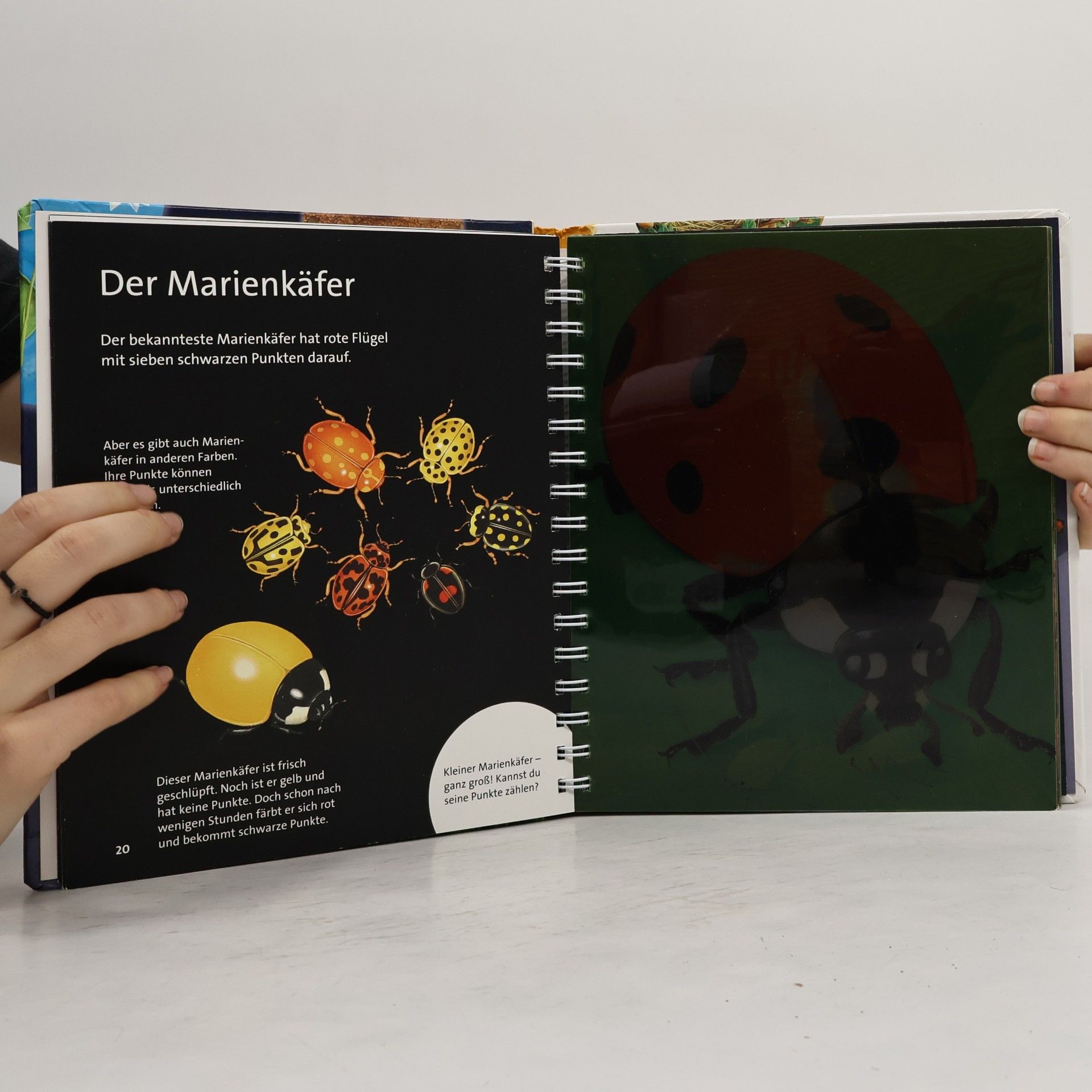 Danie le Bour Licht an! Mein großes Buch der kleinen Tiere