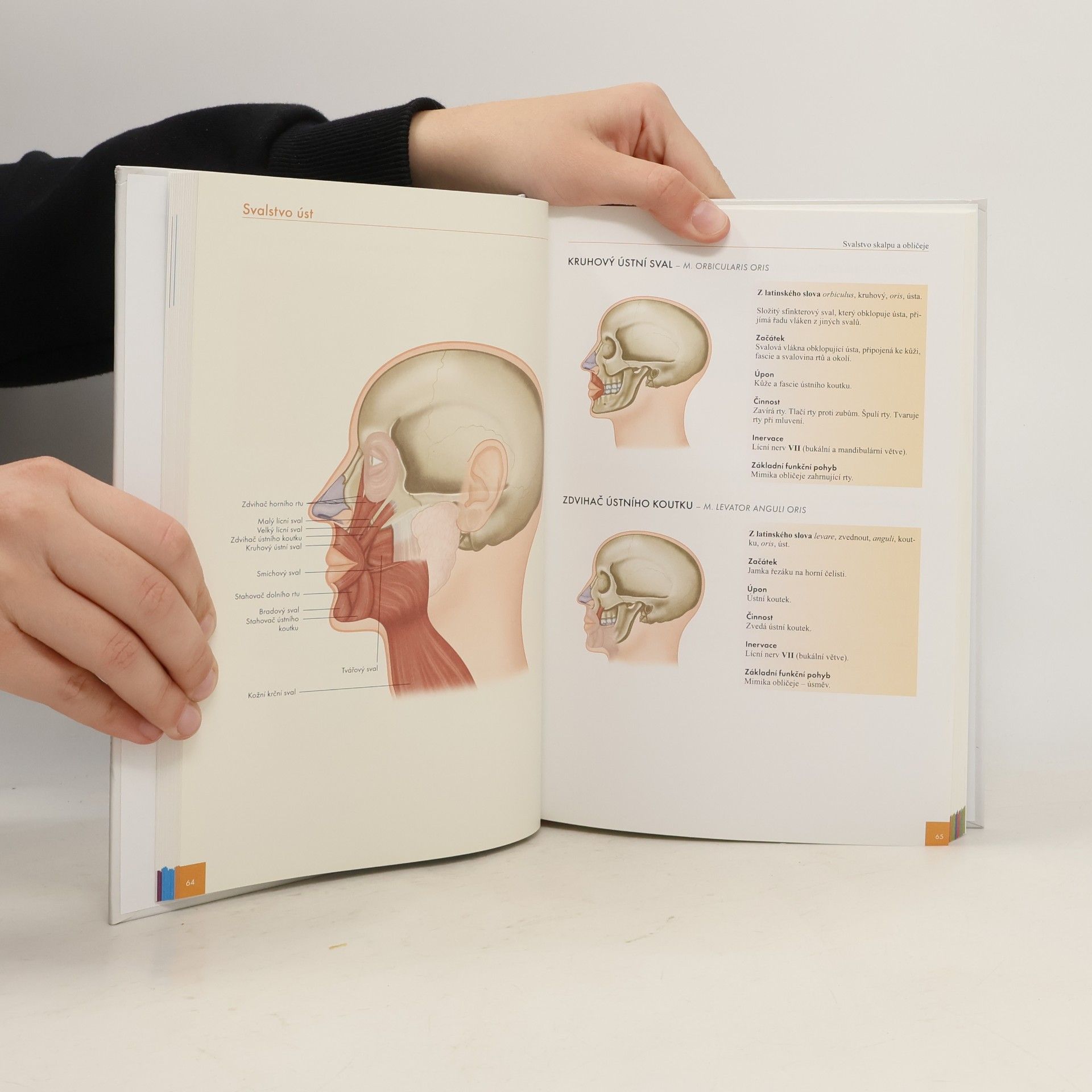 Chris Jarmey Atlas svalů - anatomie