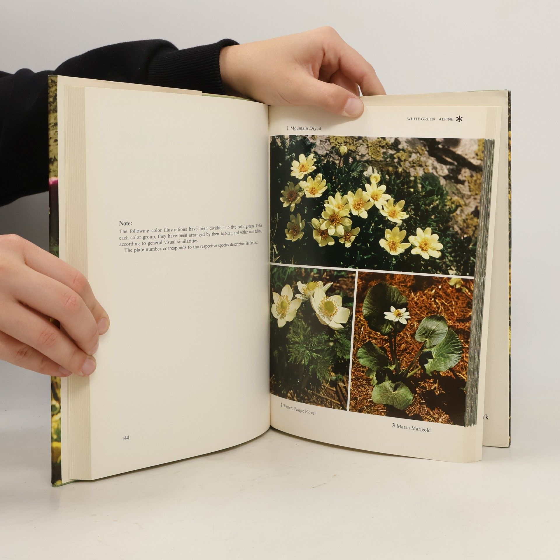 Robert Thomas Orr Wildflowers of Western America