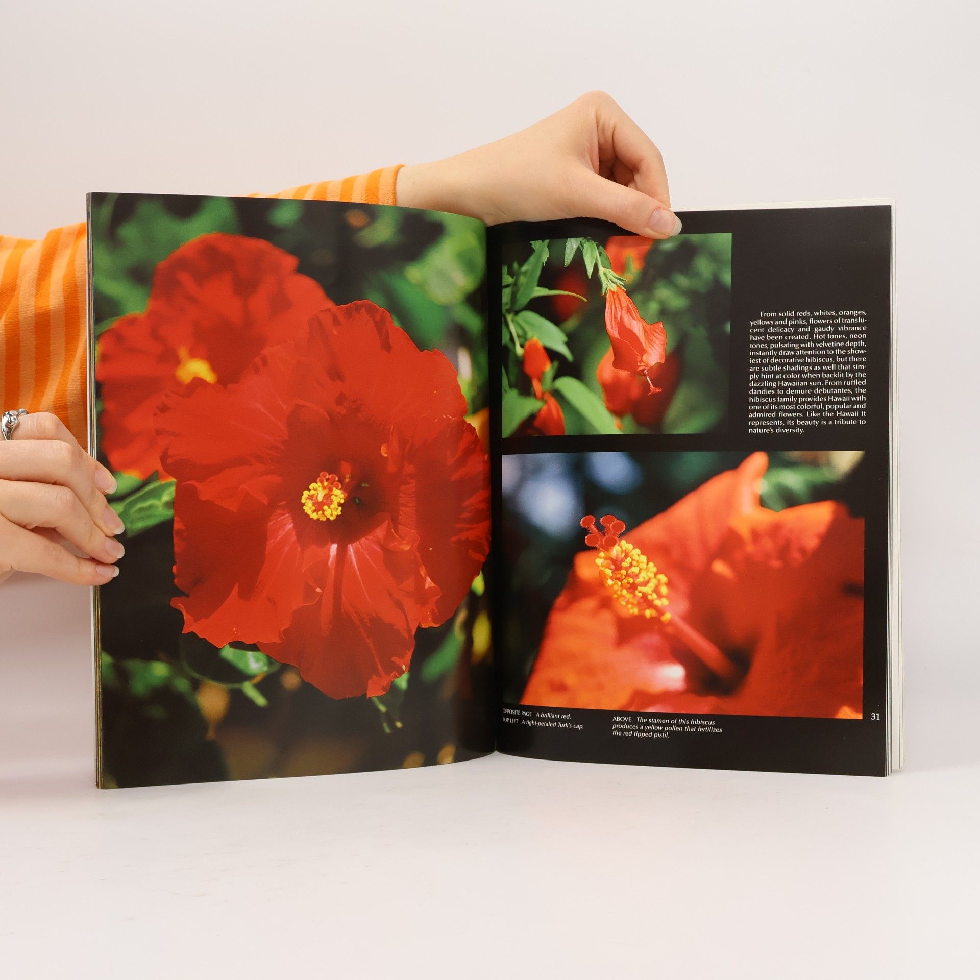 Allan Seiden Flowers of Aloha