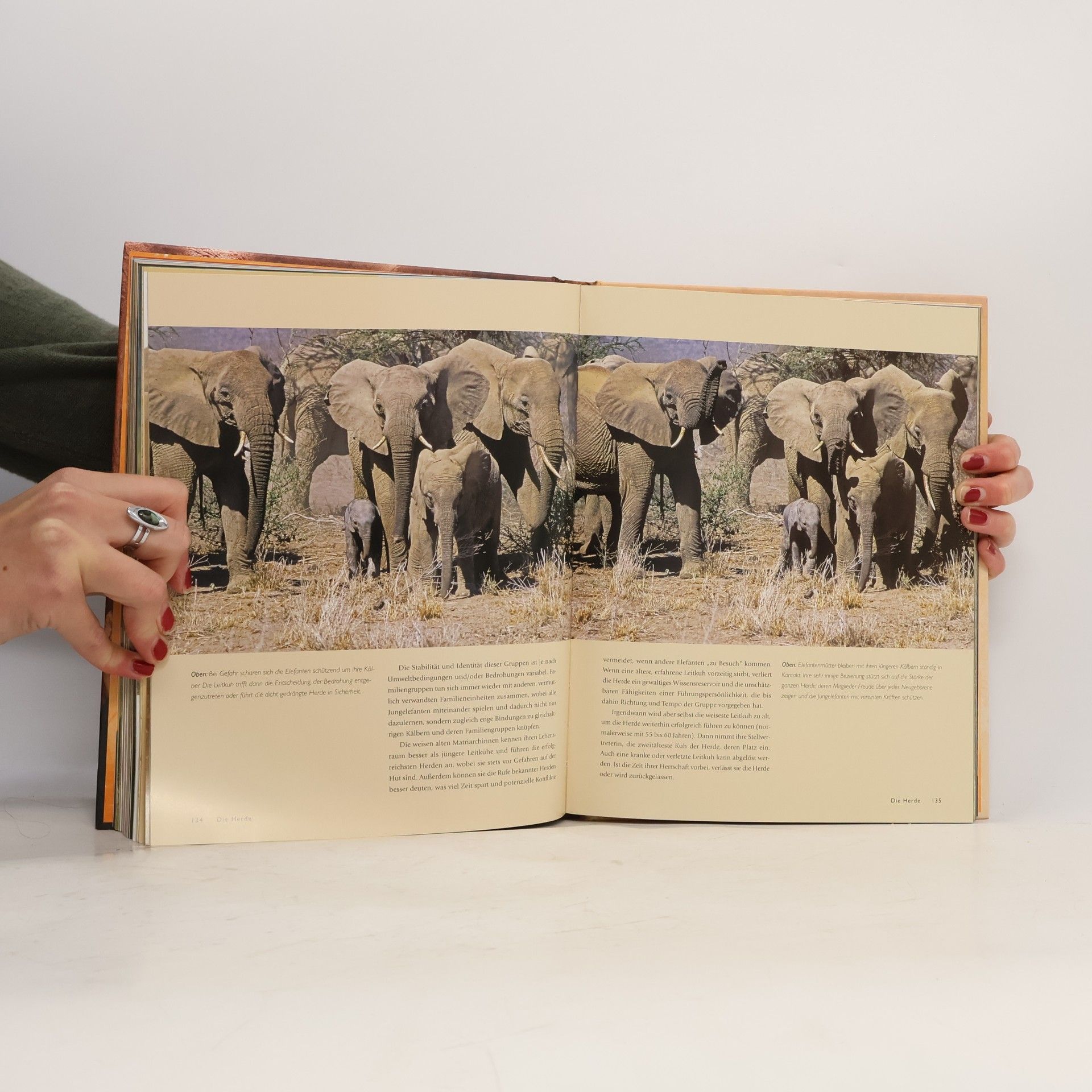 Autorenkollektiv Der Elefant