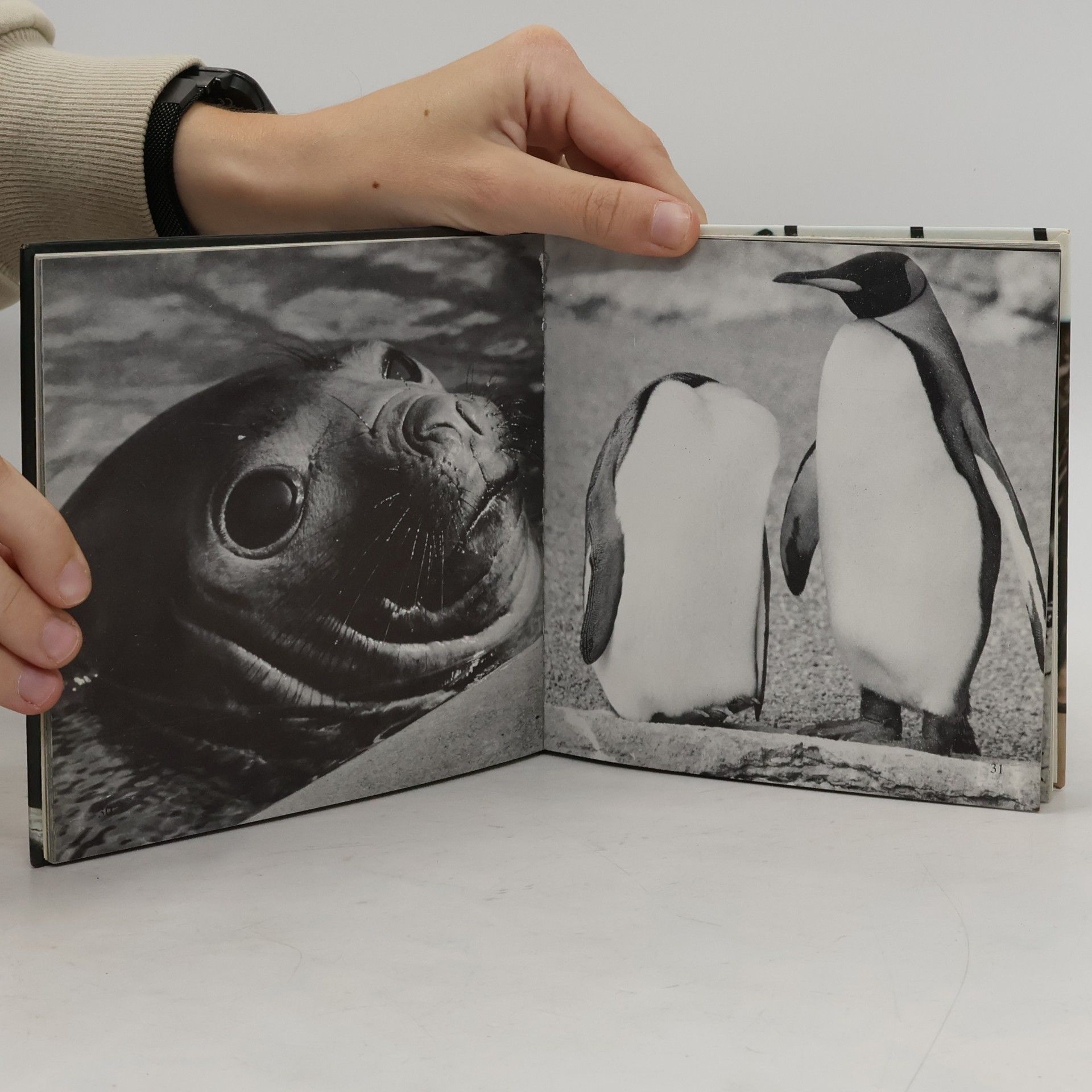 Autores varios Tiere vor der Kamera