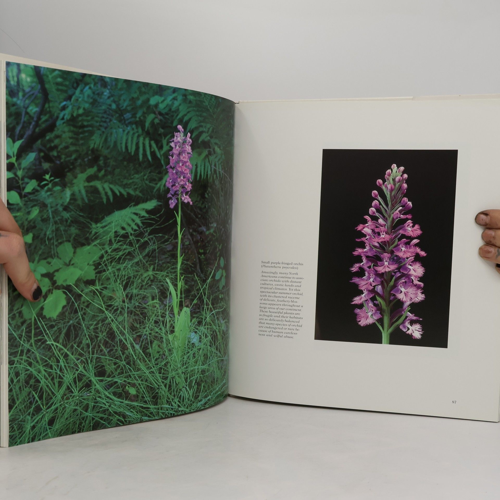 William J. Reynolds Wildflowers of Canada