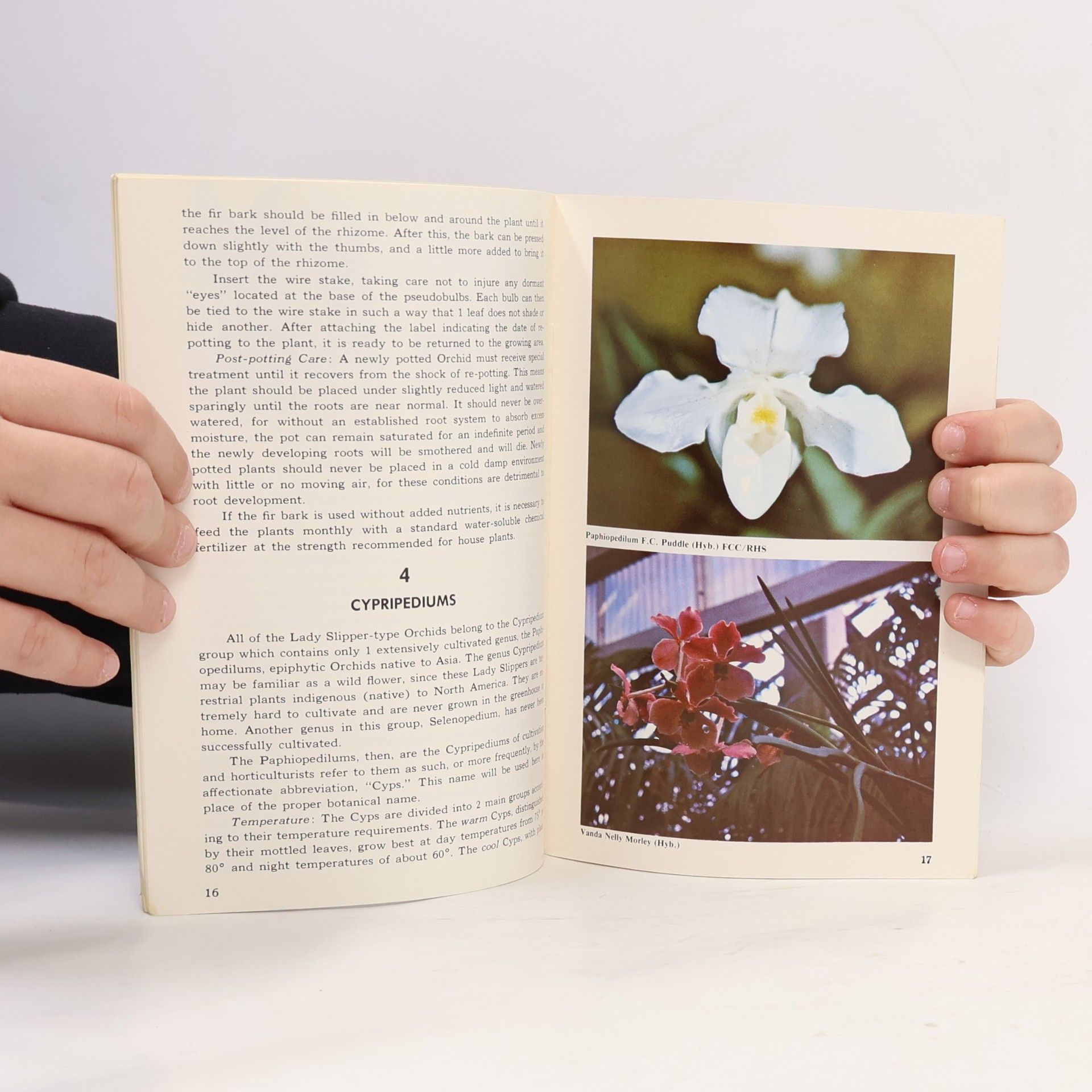 Autorenkollektiv Orchids