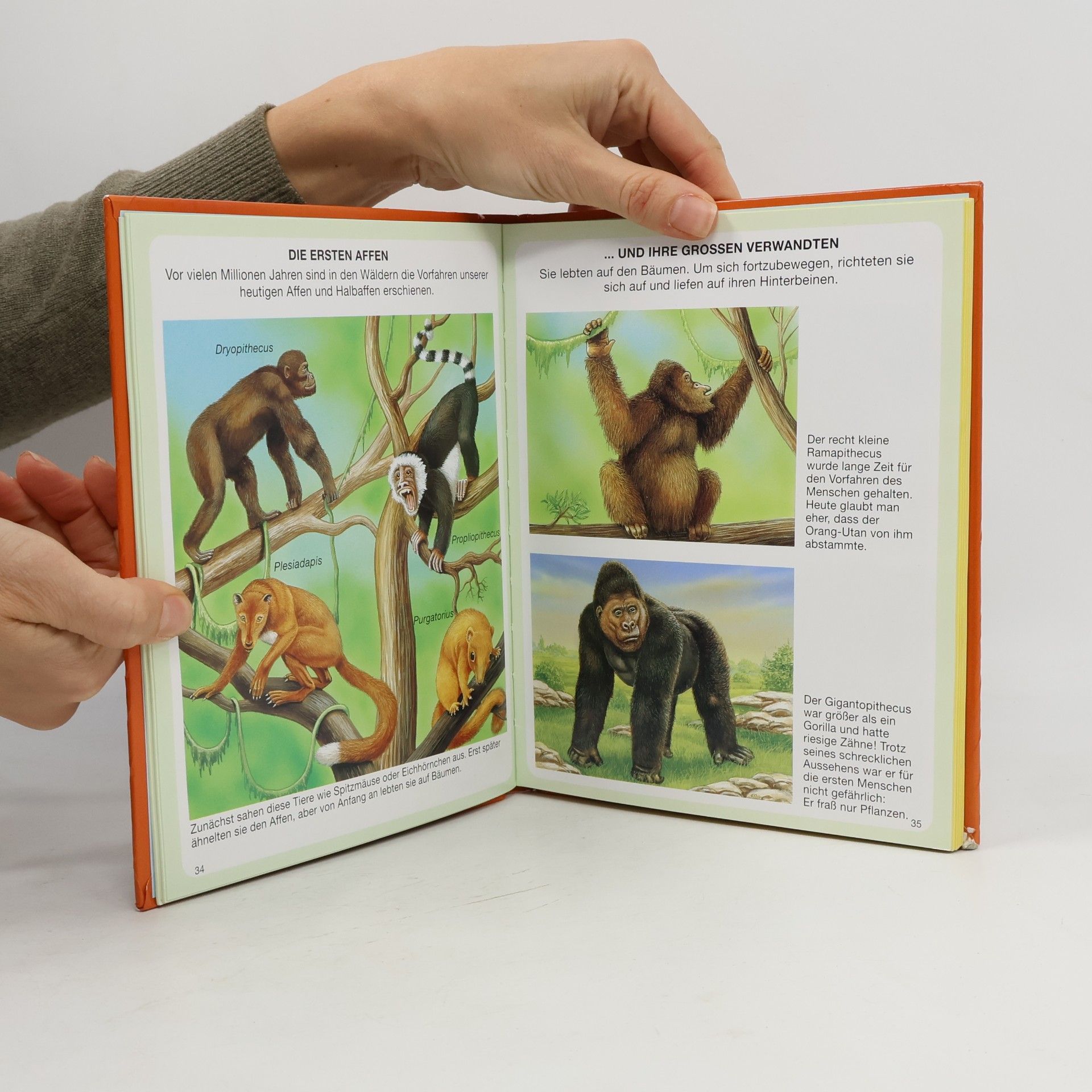 Émilie Beaumont Dein buntes Wörterbuch Dinosaurier und Vorgeschichte