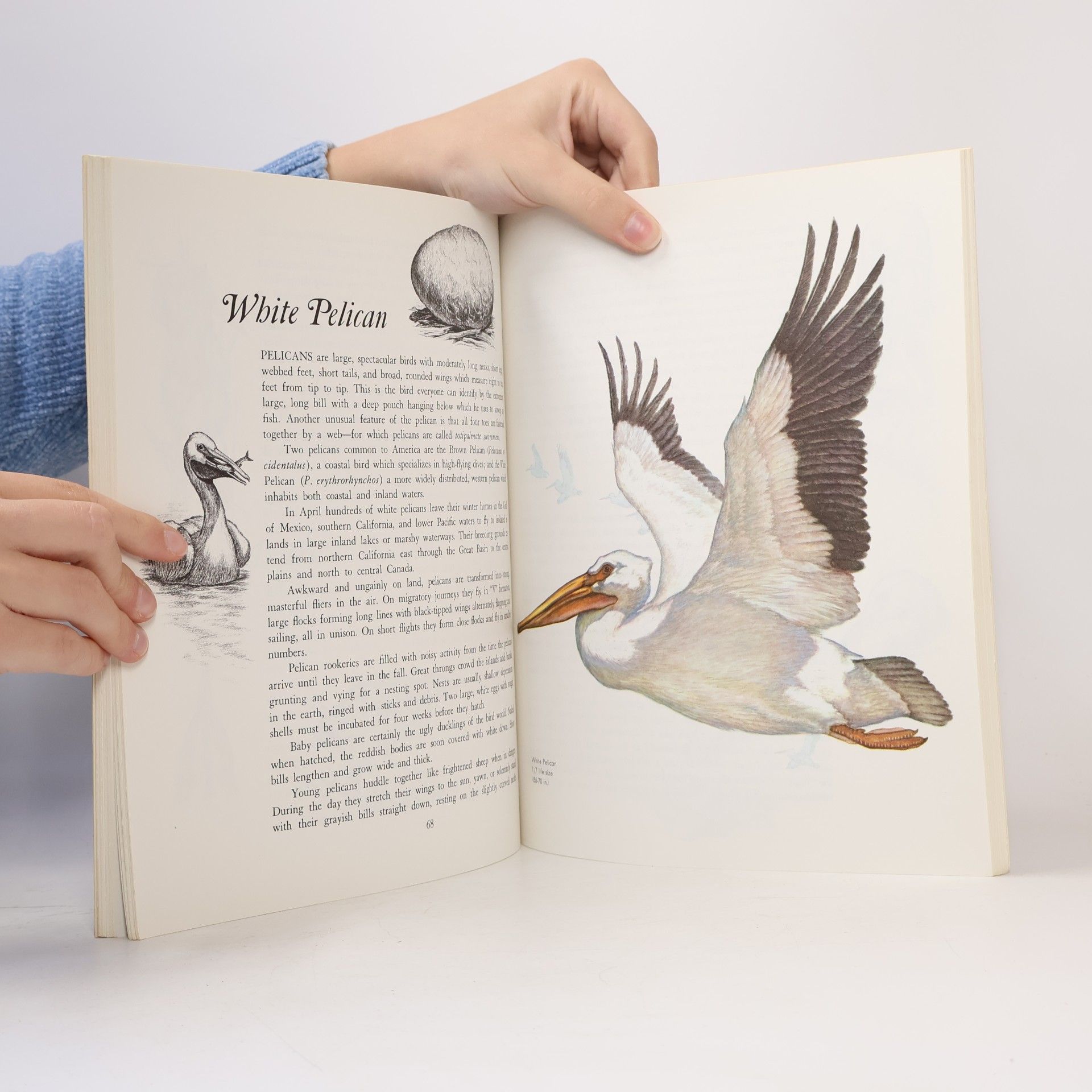Vera Dugdale Album of North American Birds