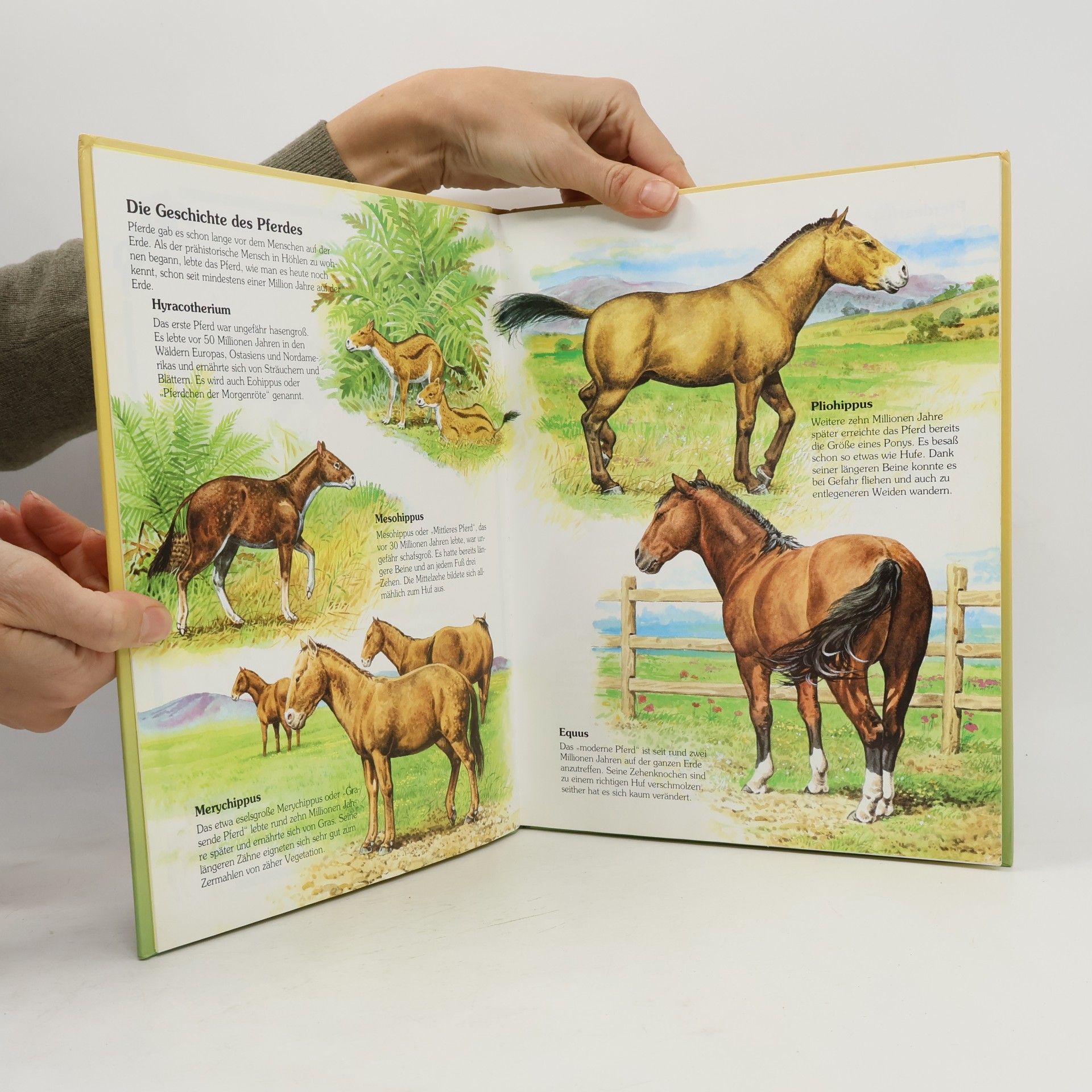 Maureen Spurgeon Die Welt der Pferde und Ponys