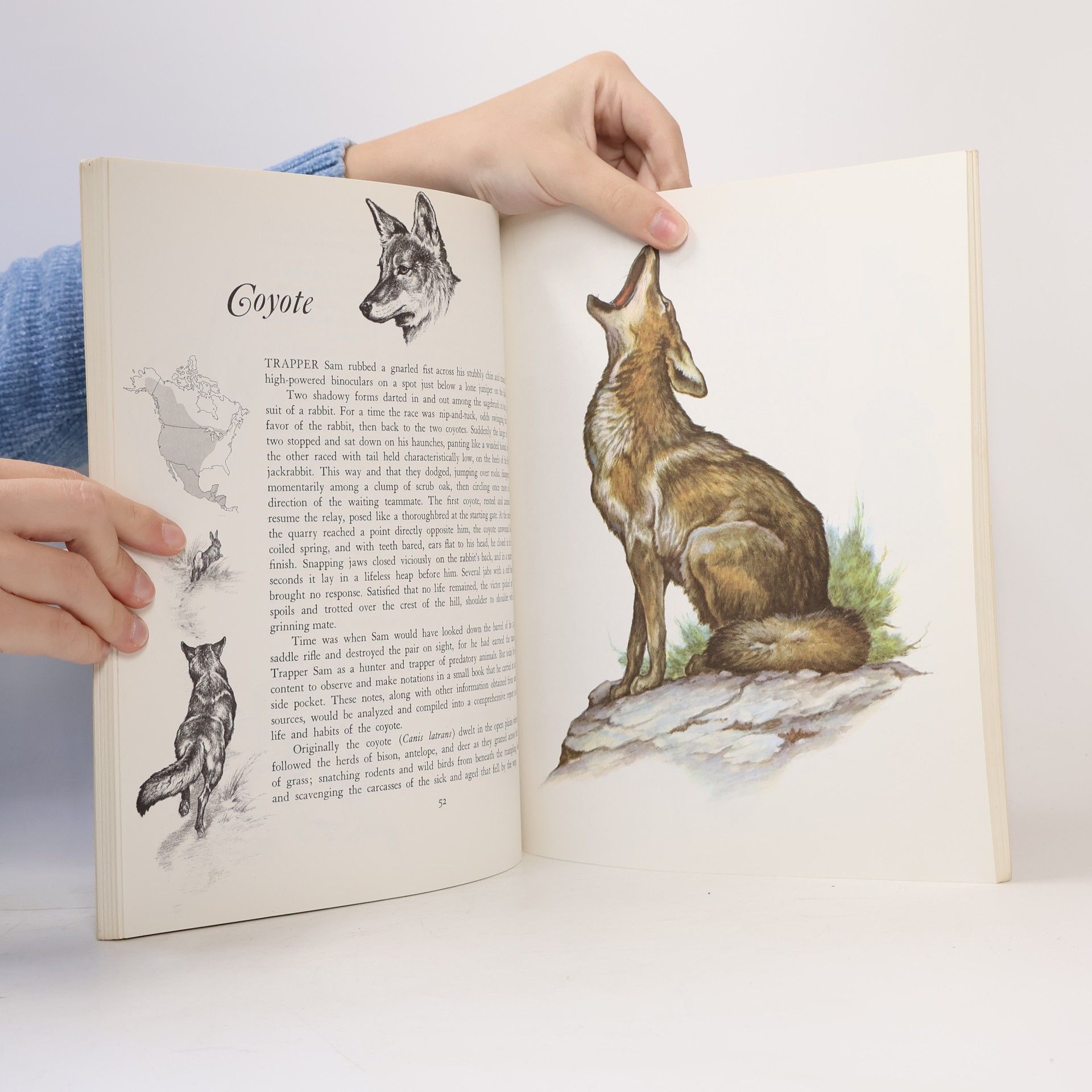 Vera Dugdale Album of North American Animals