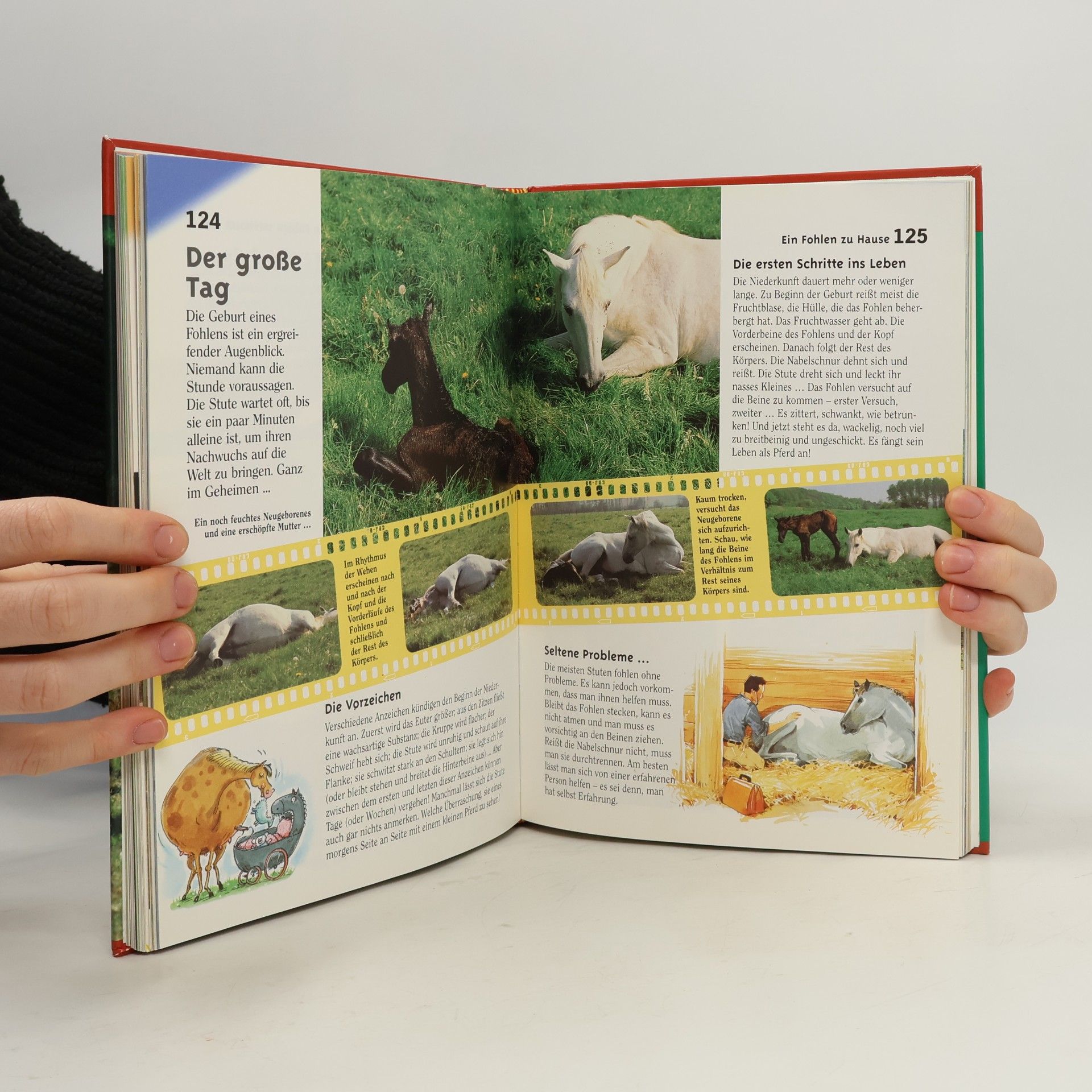 Jean Franc ois Ballereau Das große Buch der Pferde und Ponys