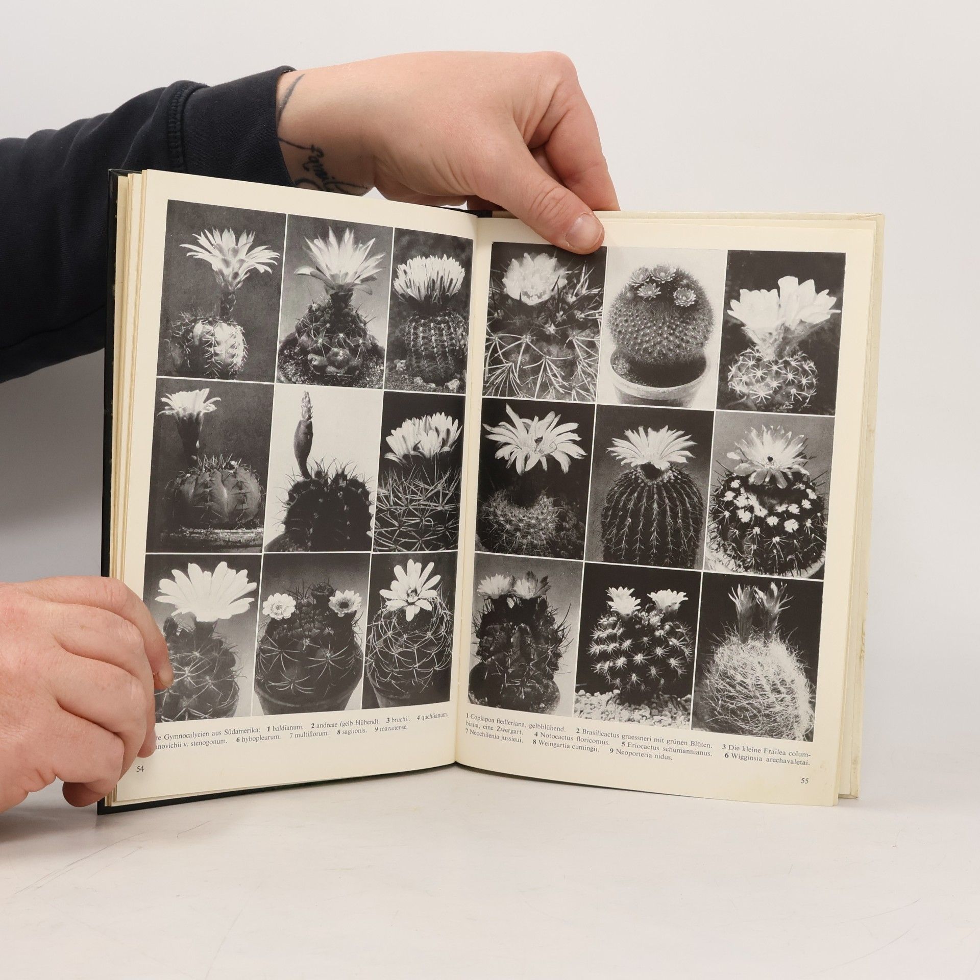 Walther Haage Schöne Kakteen richtig pflegen