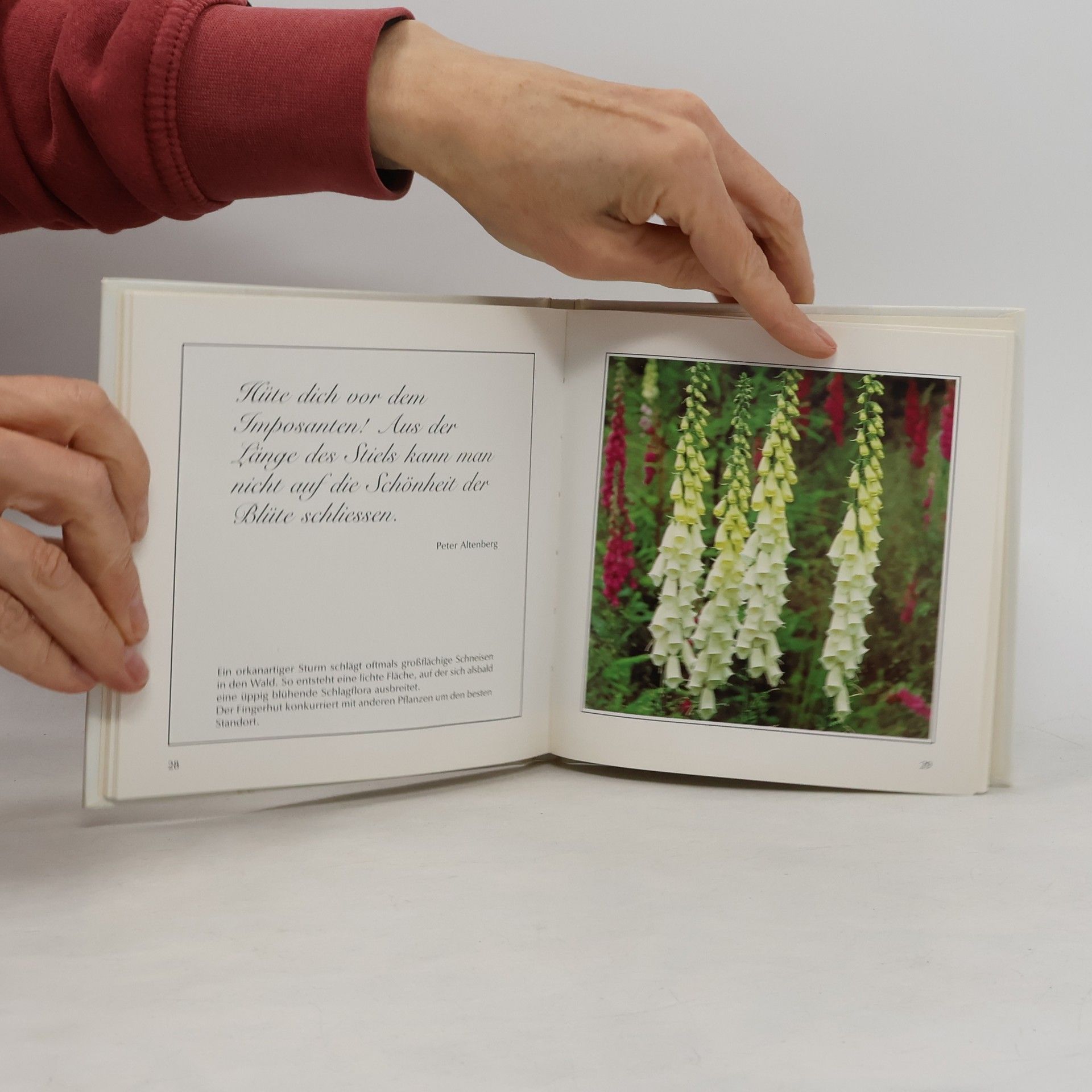 Edition Albert Schwarz: Freude an Wildblumen