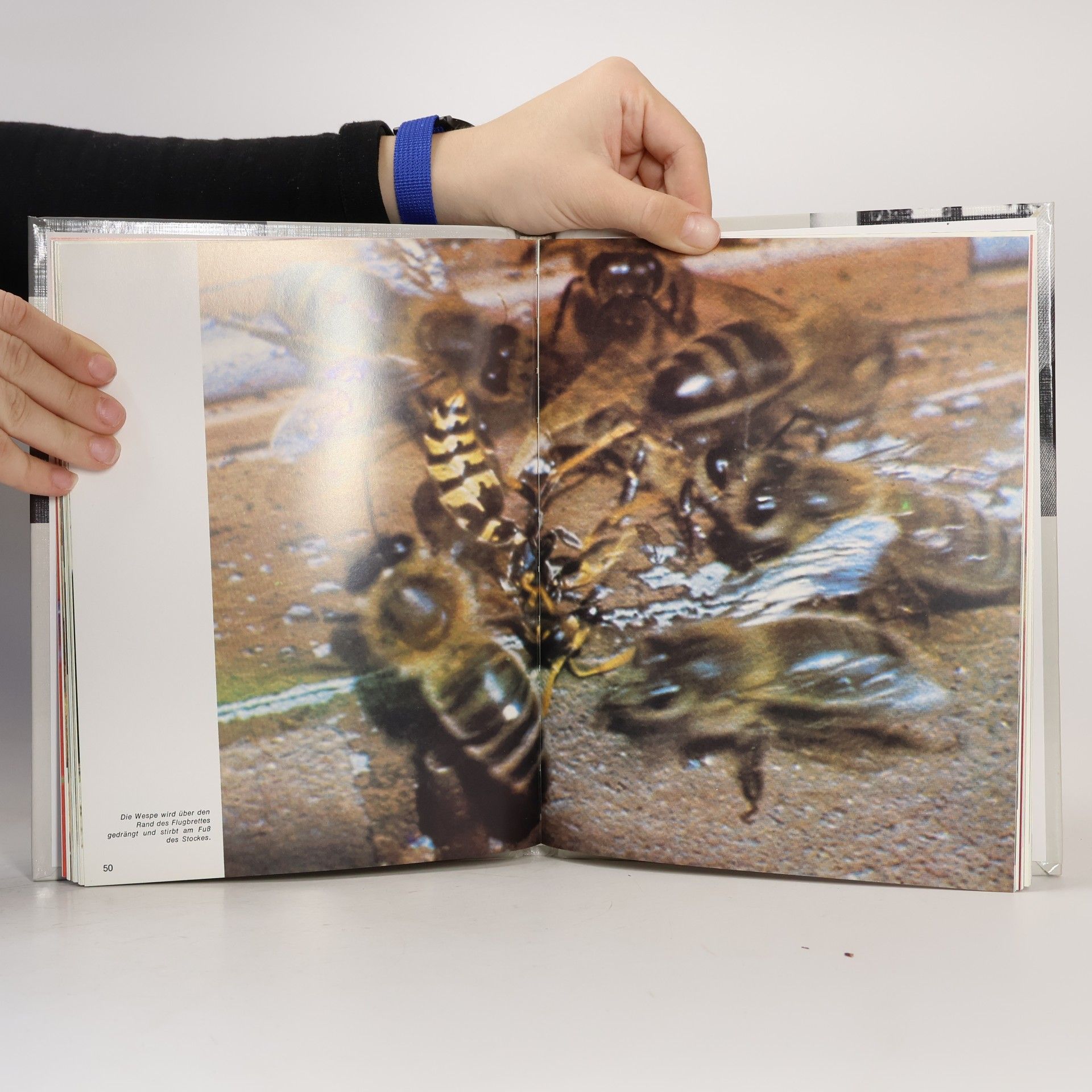 Horst Stern Sterns Bemerkungen über Bienen
