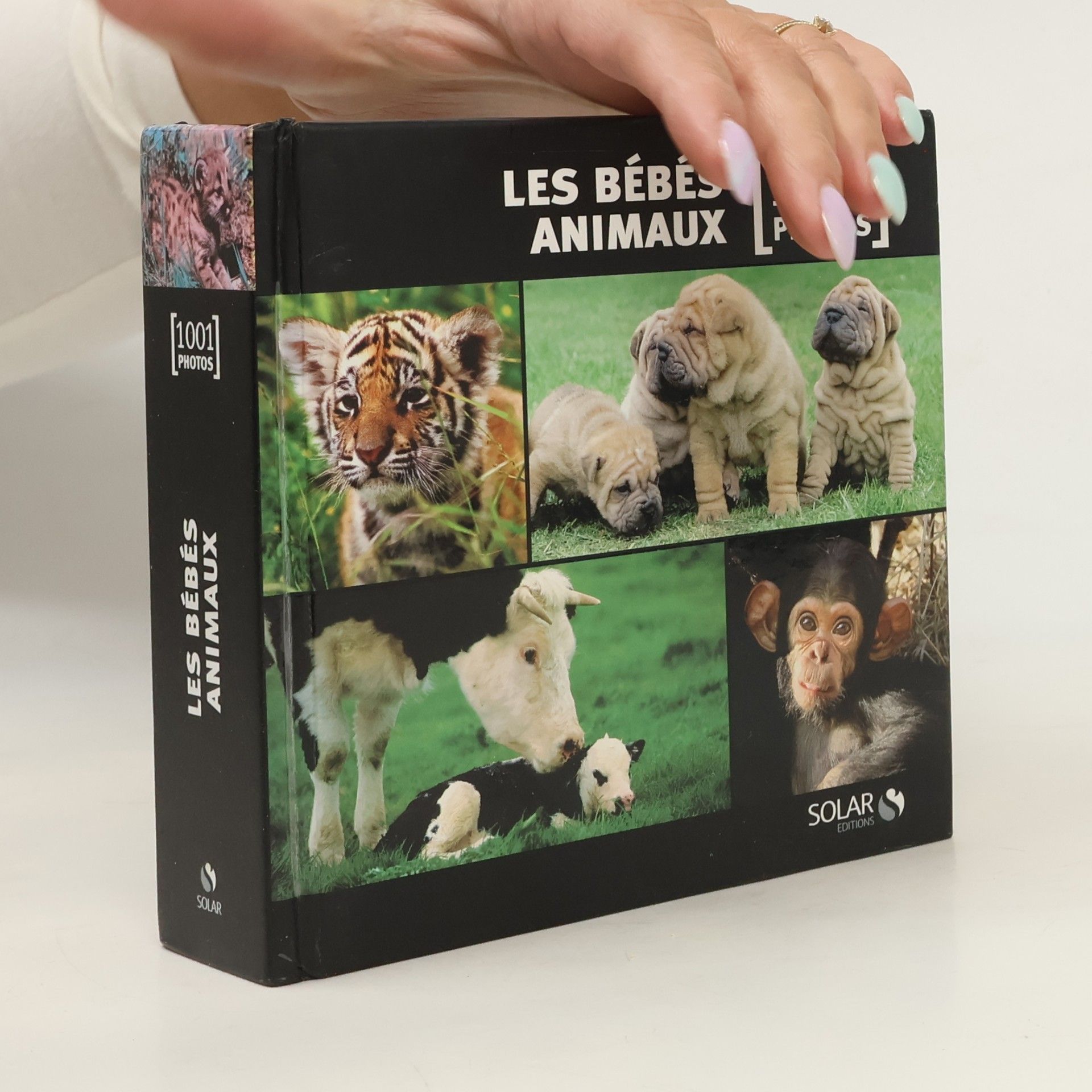 Les bébés animaux en 1001 photos