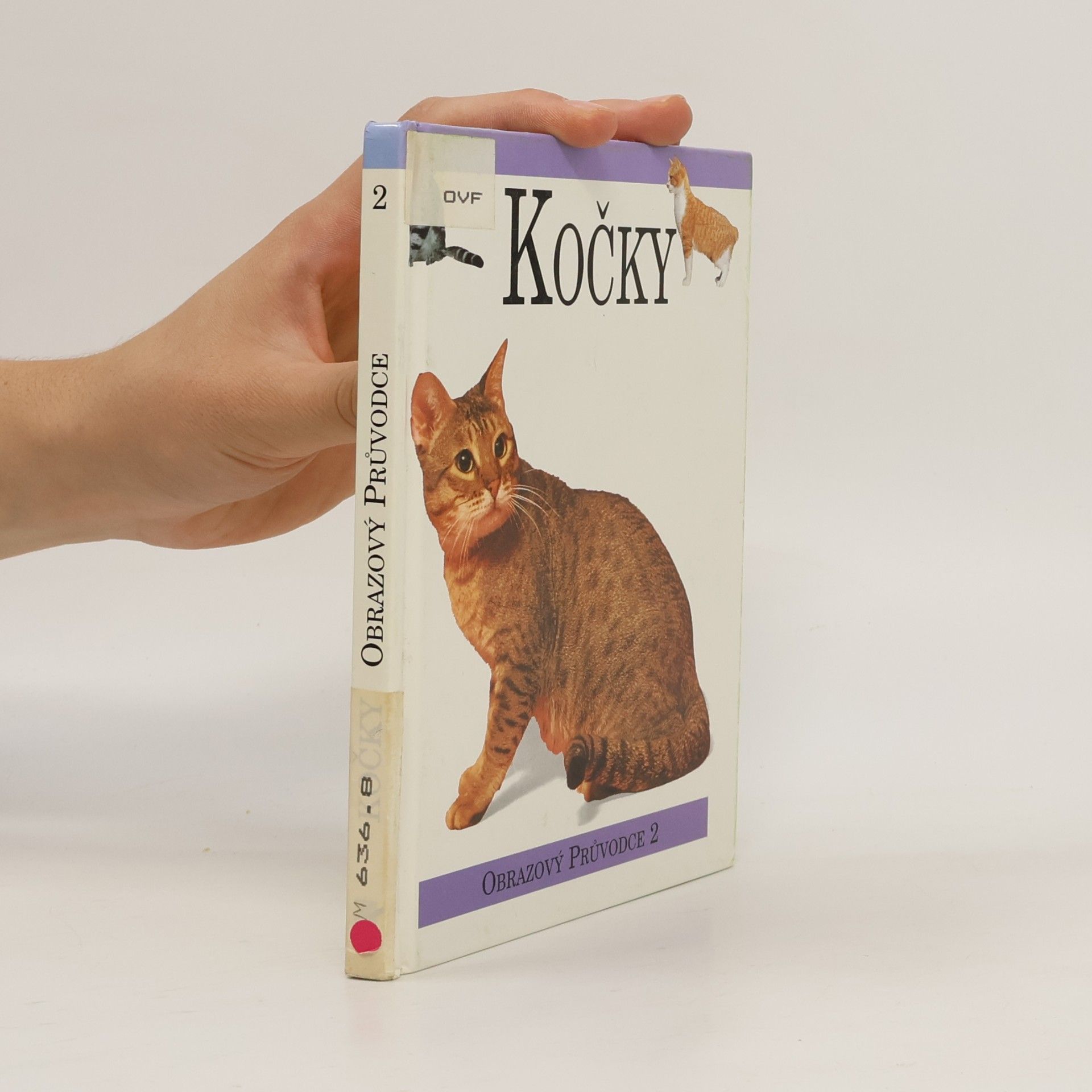 Kočky