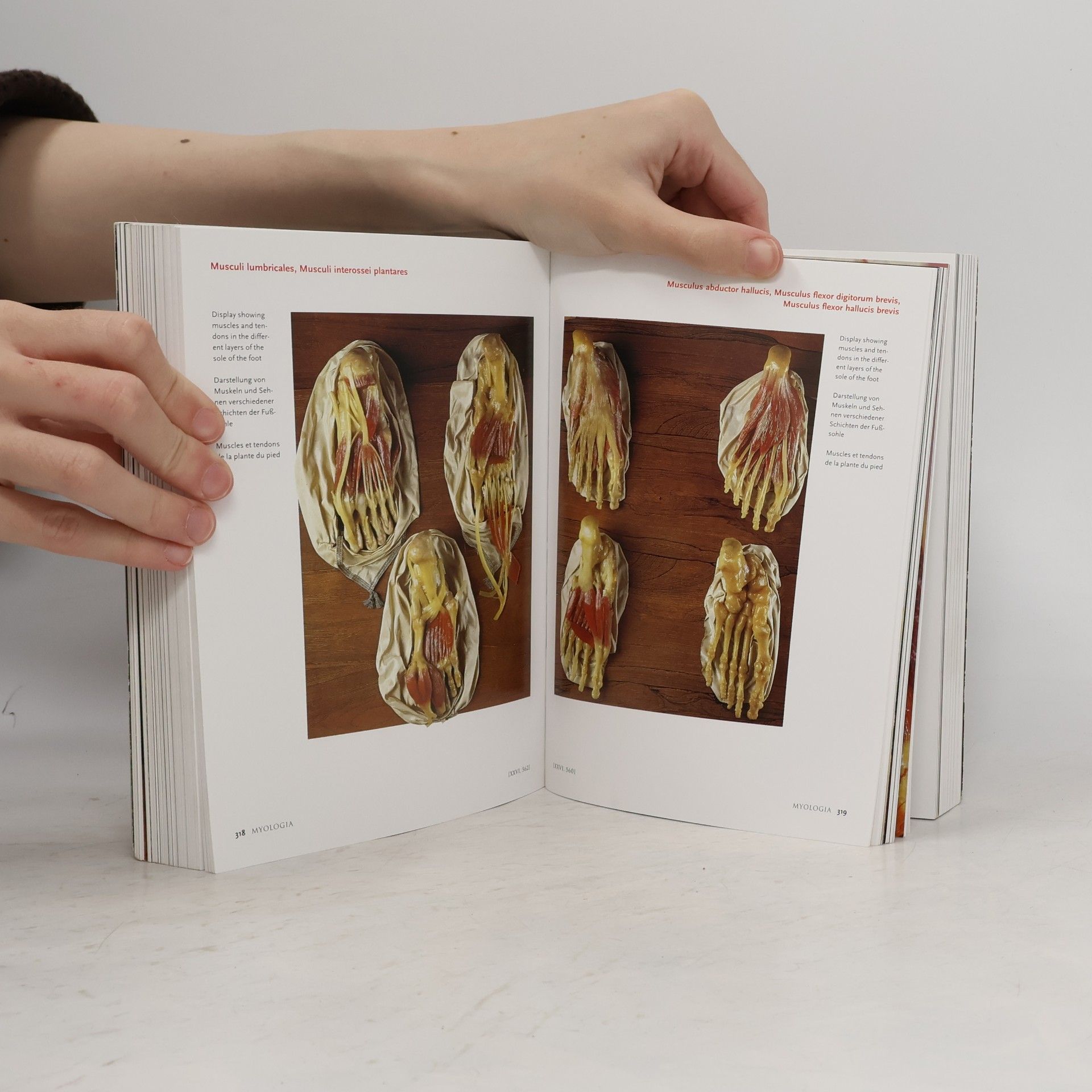 Monika von Düring Encyclopaedia anatomica